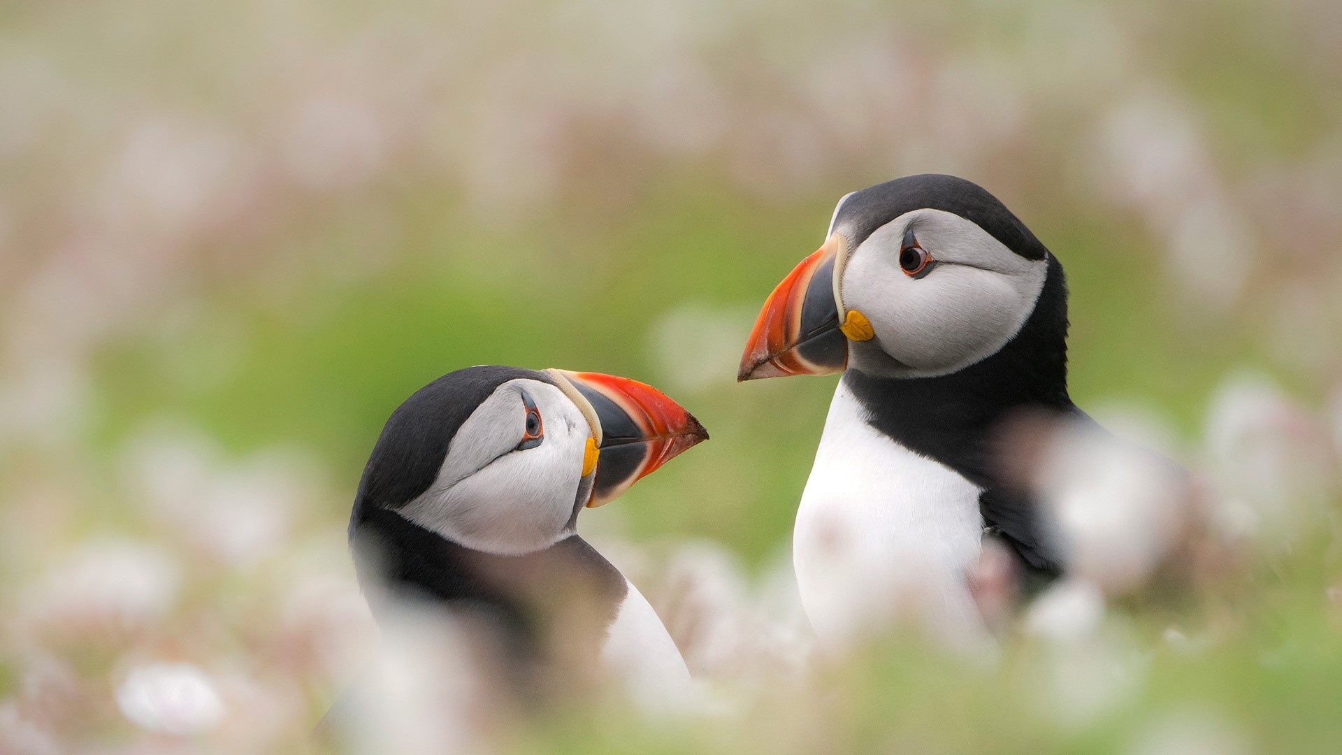animals, birds, nature, puffins, HD Wallpaper