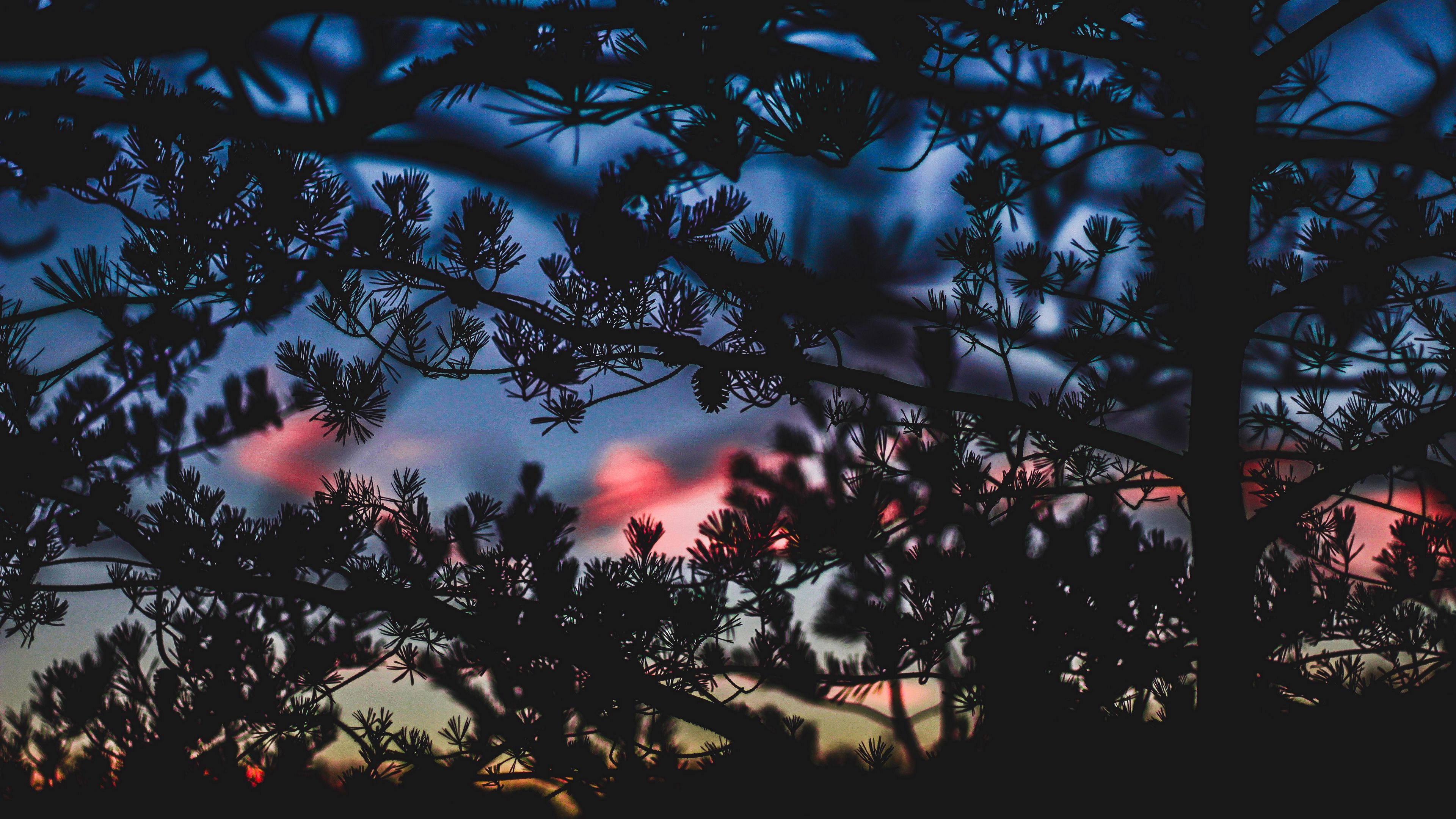 branches, bushes, blur, sunset, dark, 4k, HD Wallpaper