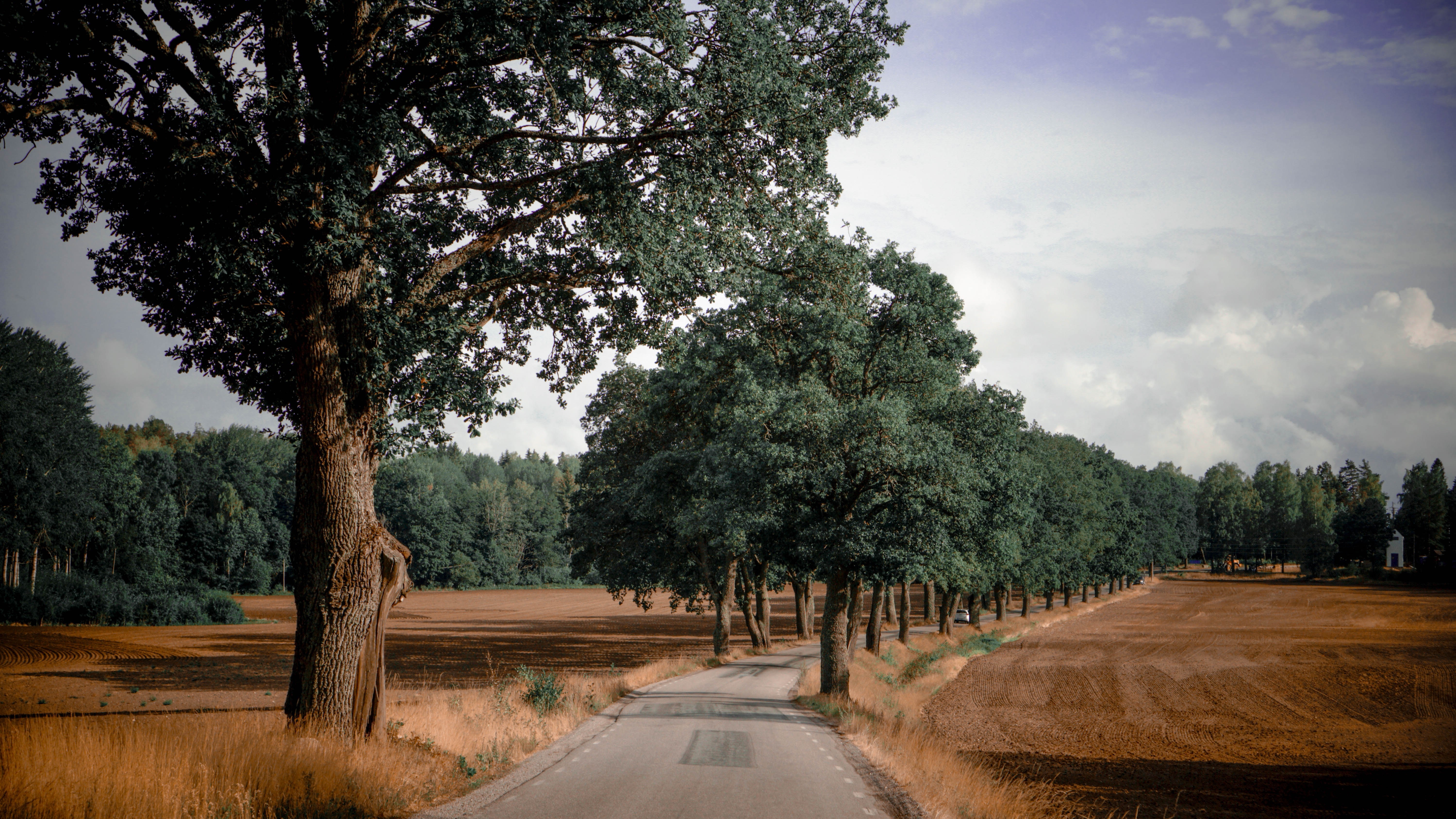 road, trees, plants, roadtrip, walkway, Sweden, clouds, sky, forest, field, HD Wallpaper