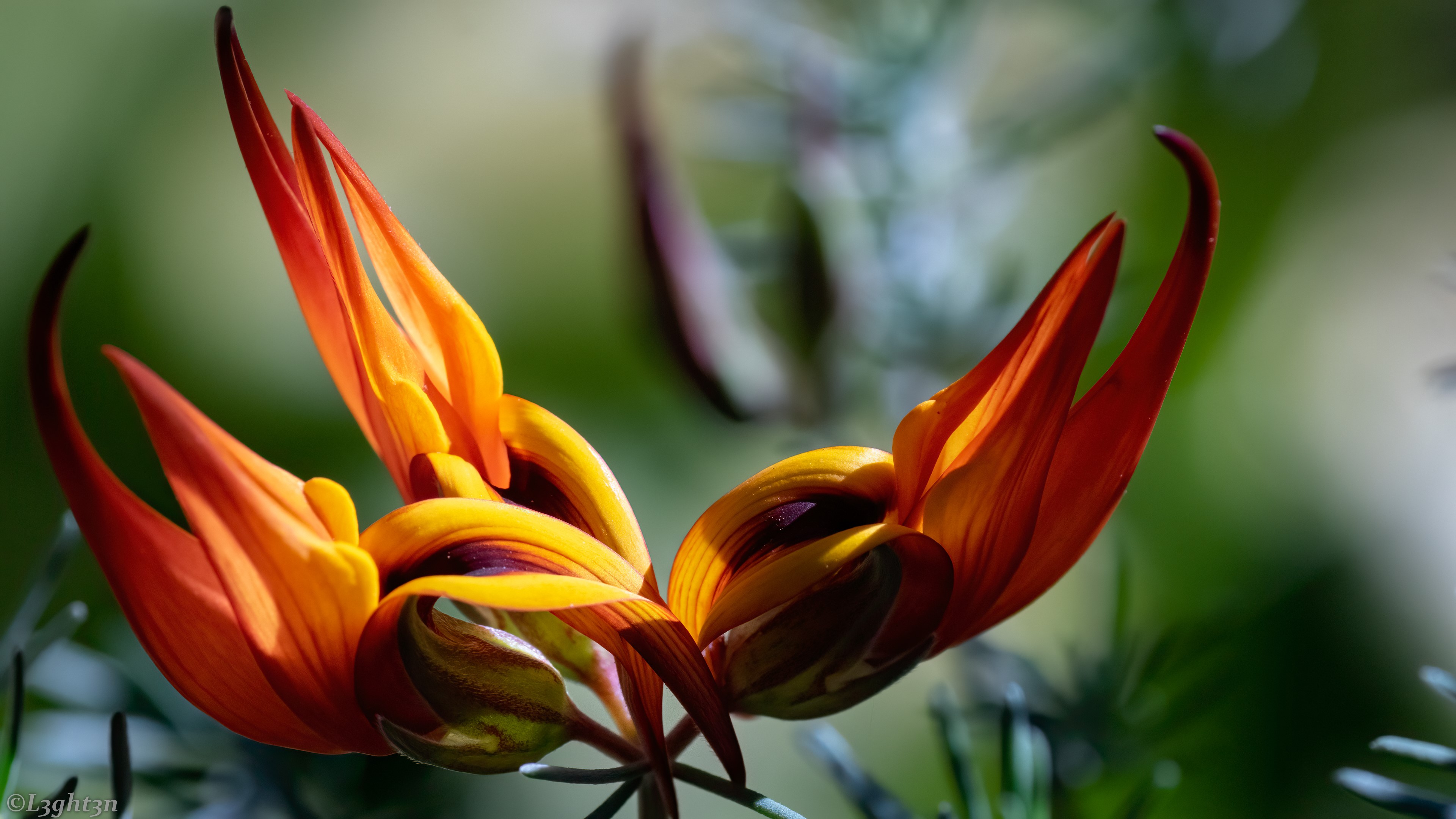 photography, nature, flowers, closeup, spring, HD Wallpaper