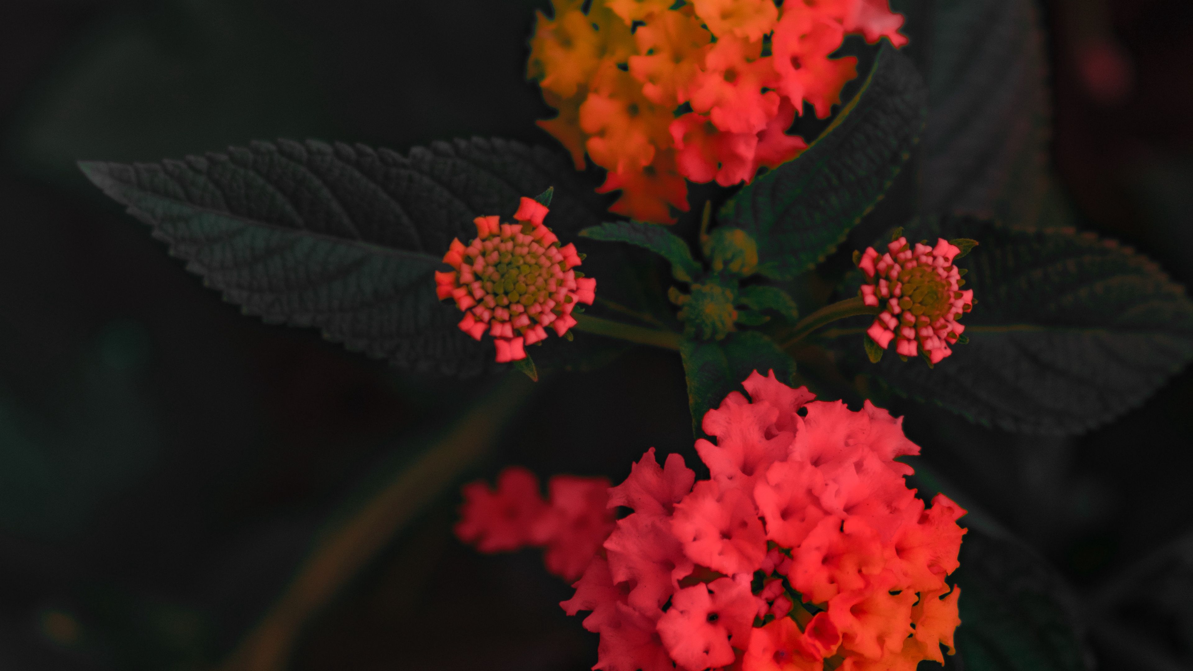 lantana camara, flower, orange, umbelanterna, bush, bloom, 4k, HD Wallpaper
