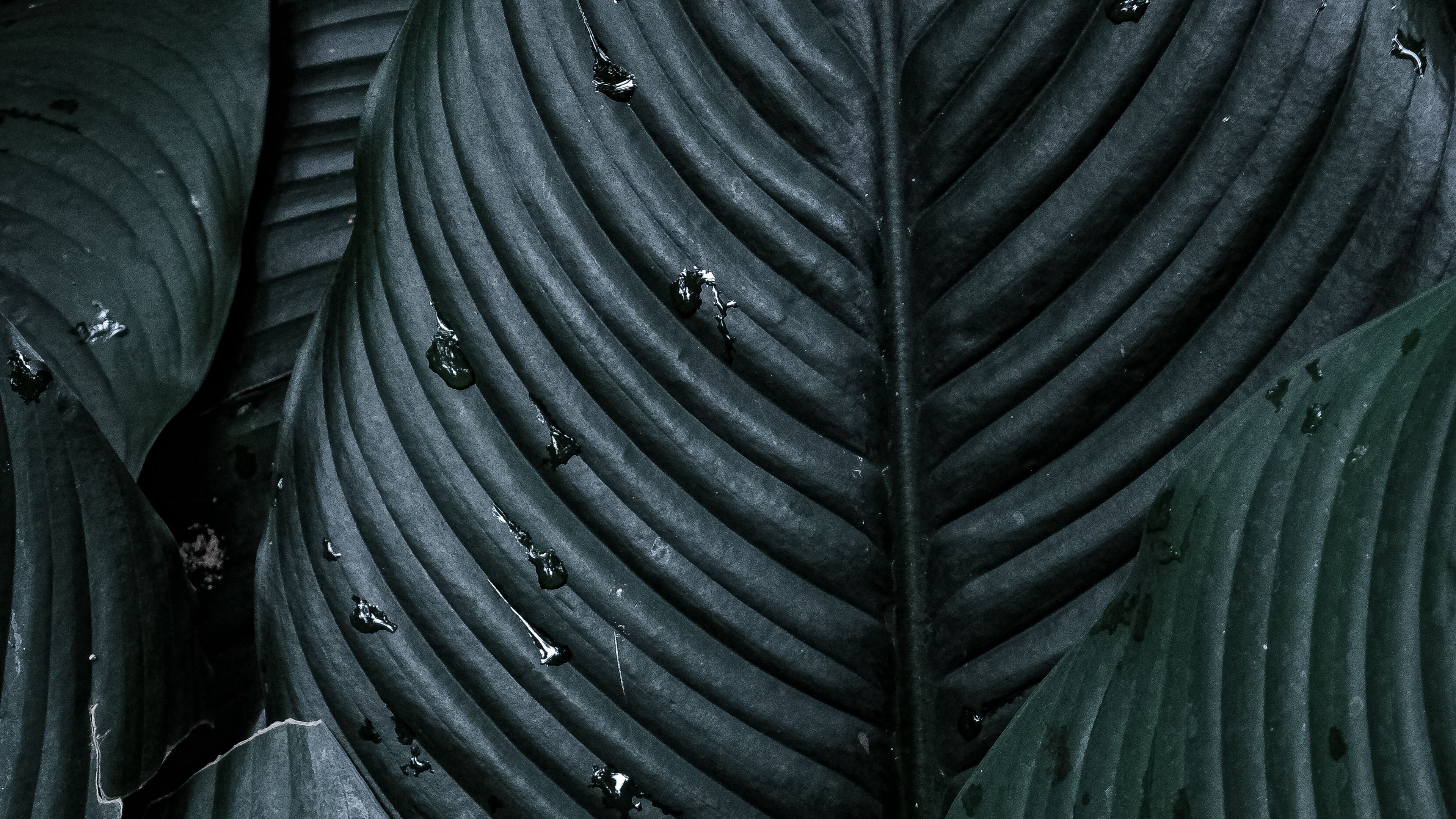 spathiphyllum, plant, leaves, 4k, HD Wallpaper