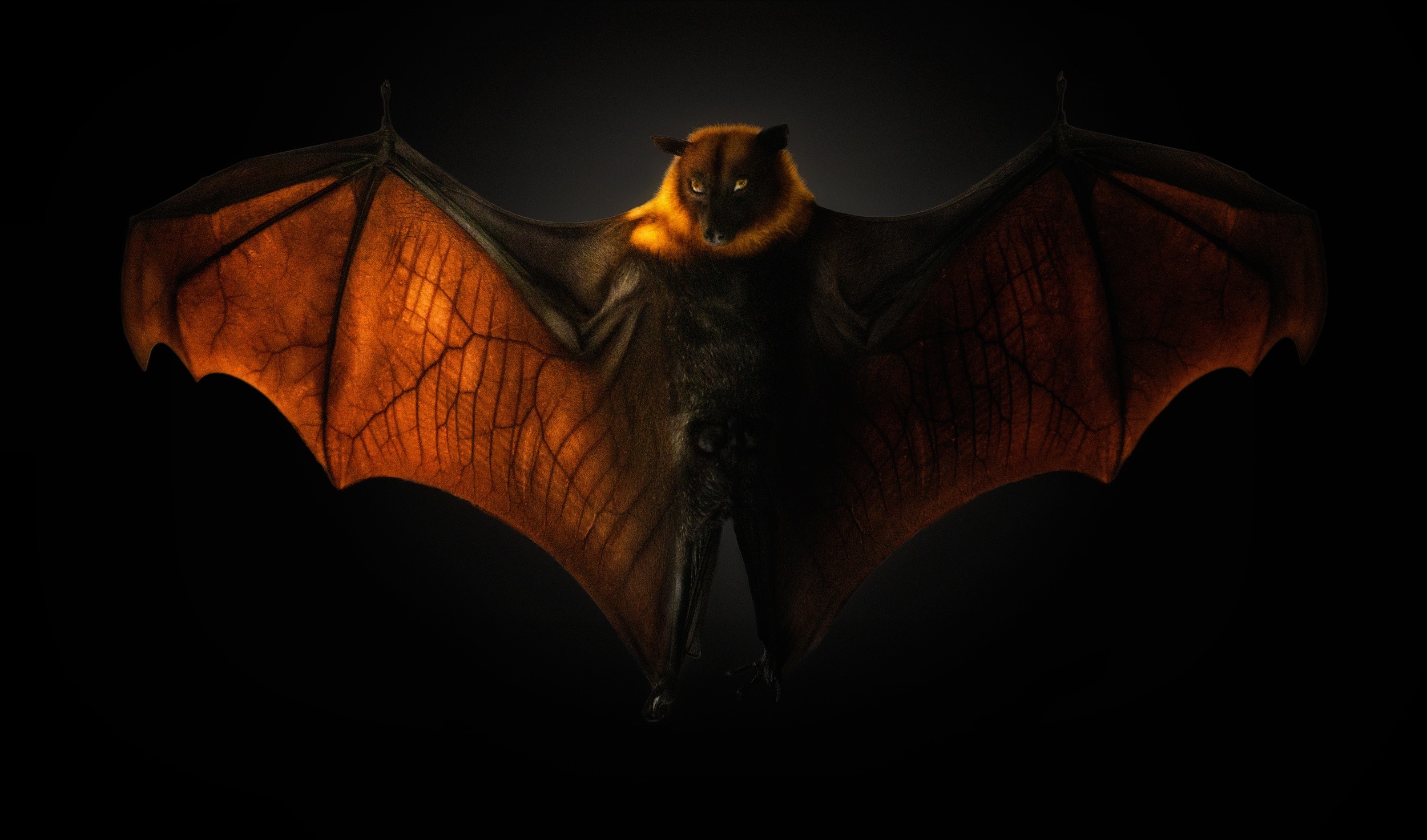 Flying Fox (Animal), animals, dark, bats, black, HD Wallpaper