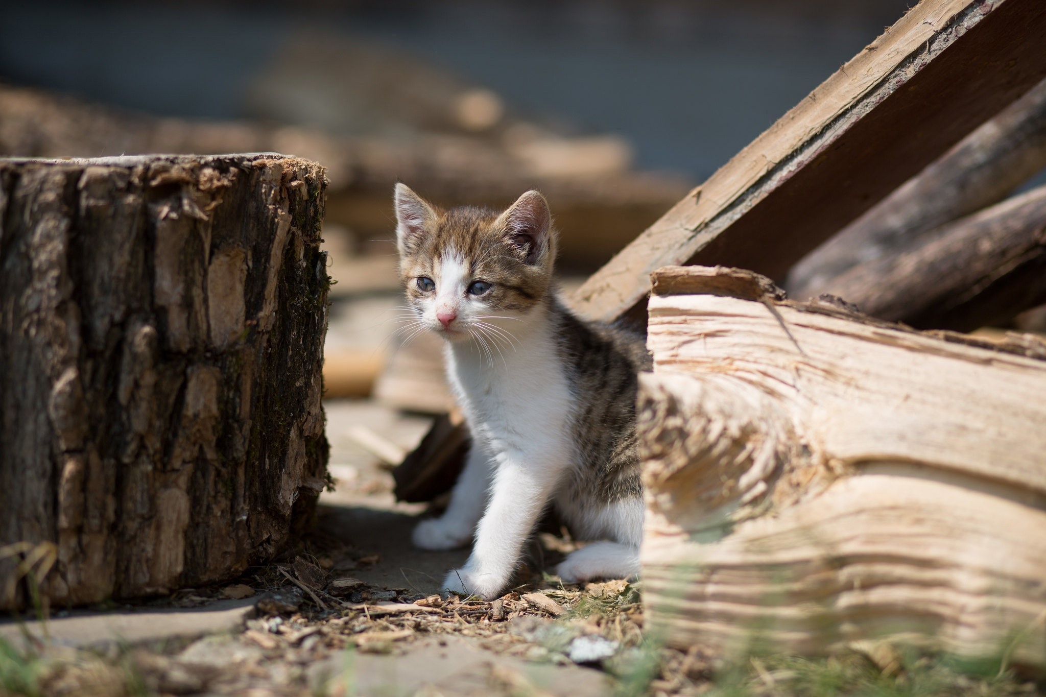 cats, wood, outdoors, animals, mammals, kittens, HD Wallpaper