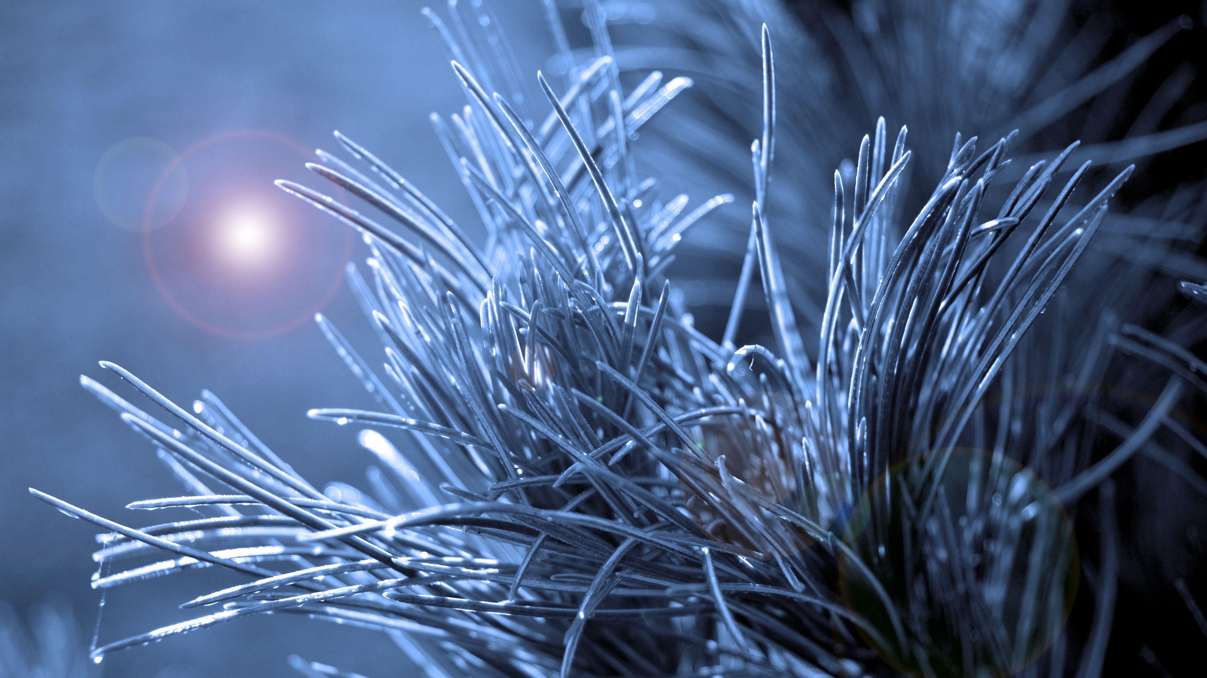 branch, needles, macro, glare, 4k, HD Wallpaper