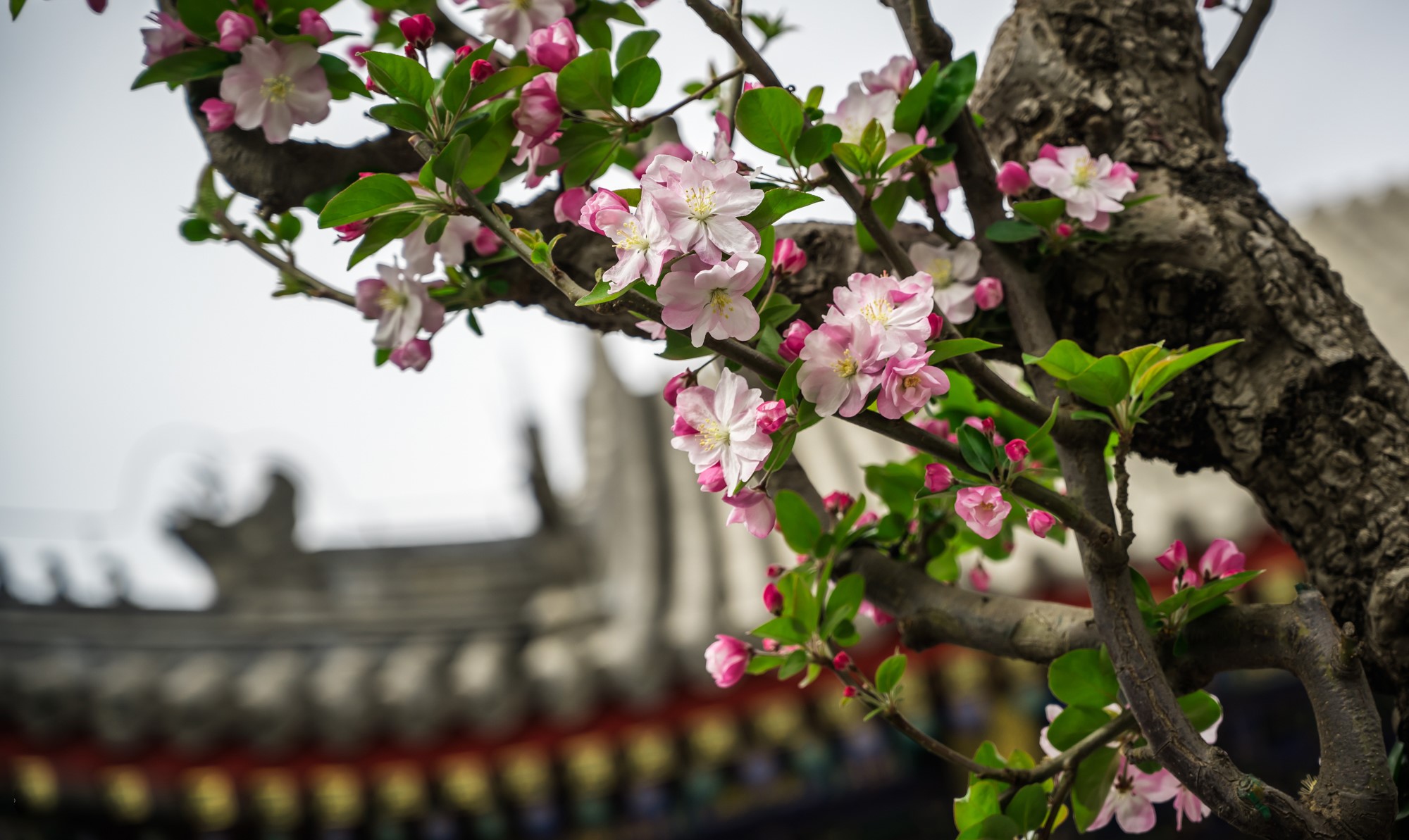 ChongQing, trees, flowers, spring, HD Wallpaper