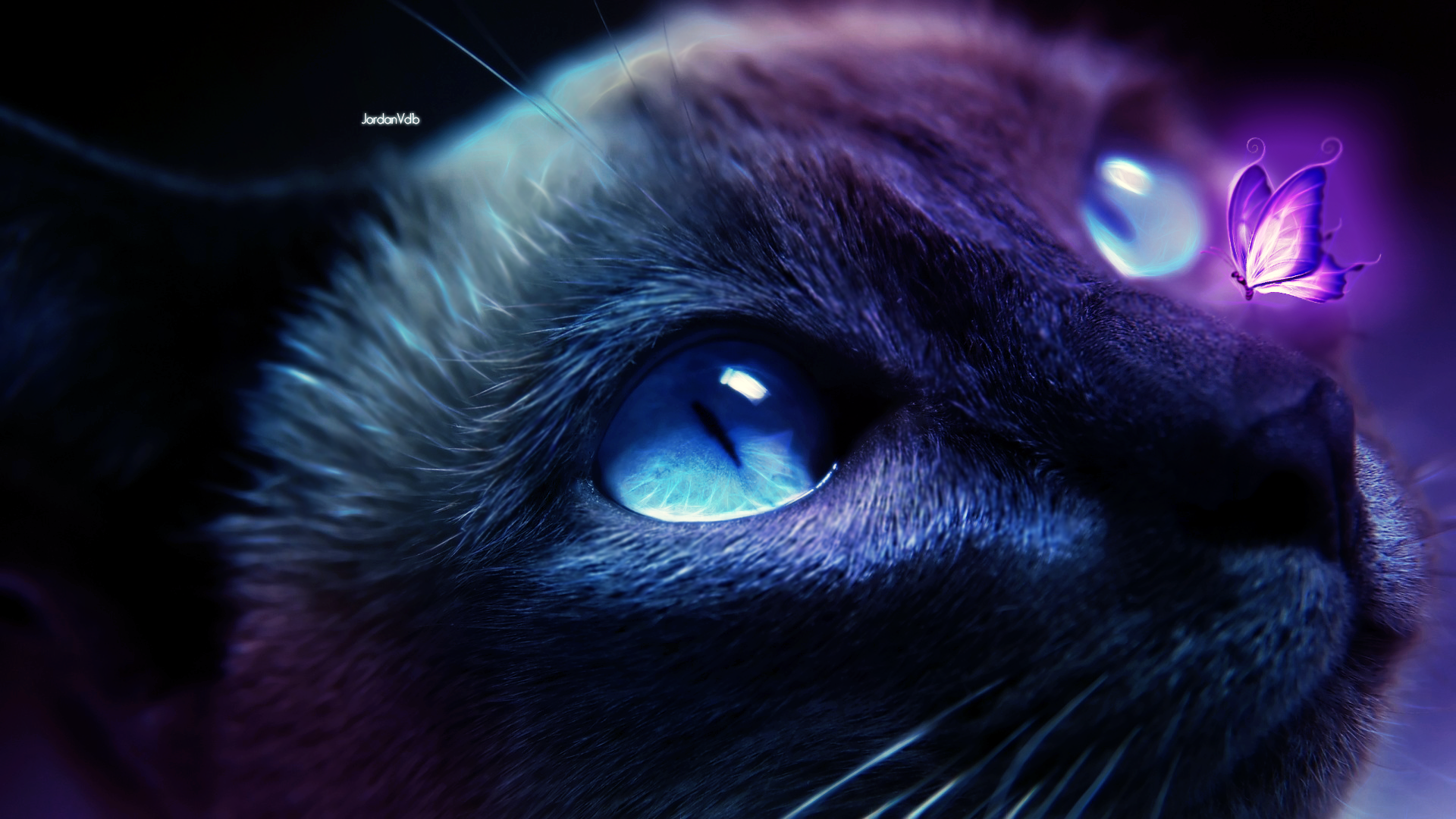 cats, fantasy art, animals, mammals, butterfly, HD Wallpaper