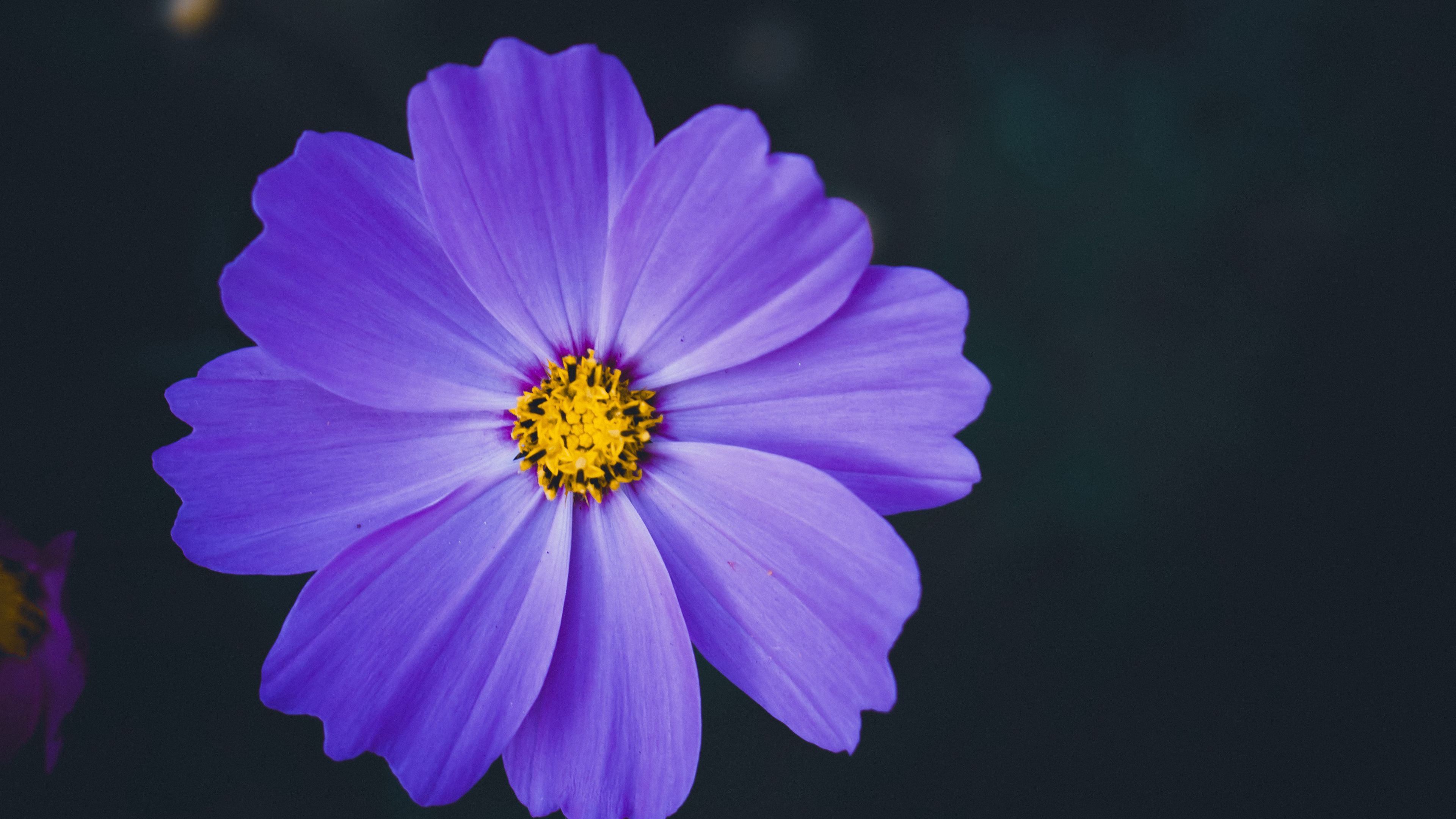 cosmea, lilac, flower, macro, blur, 4k, HD Wallpaper