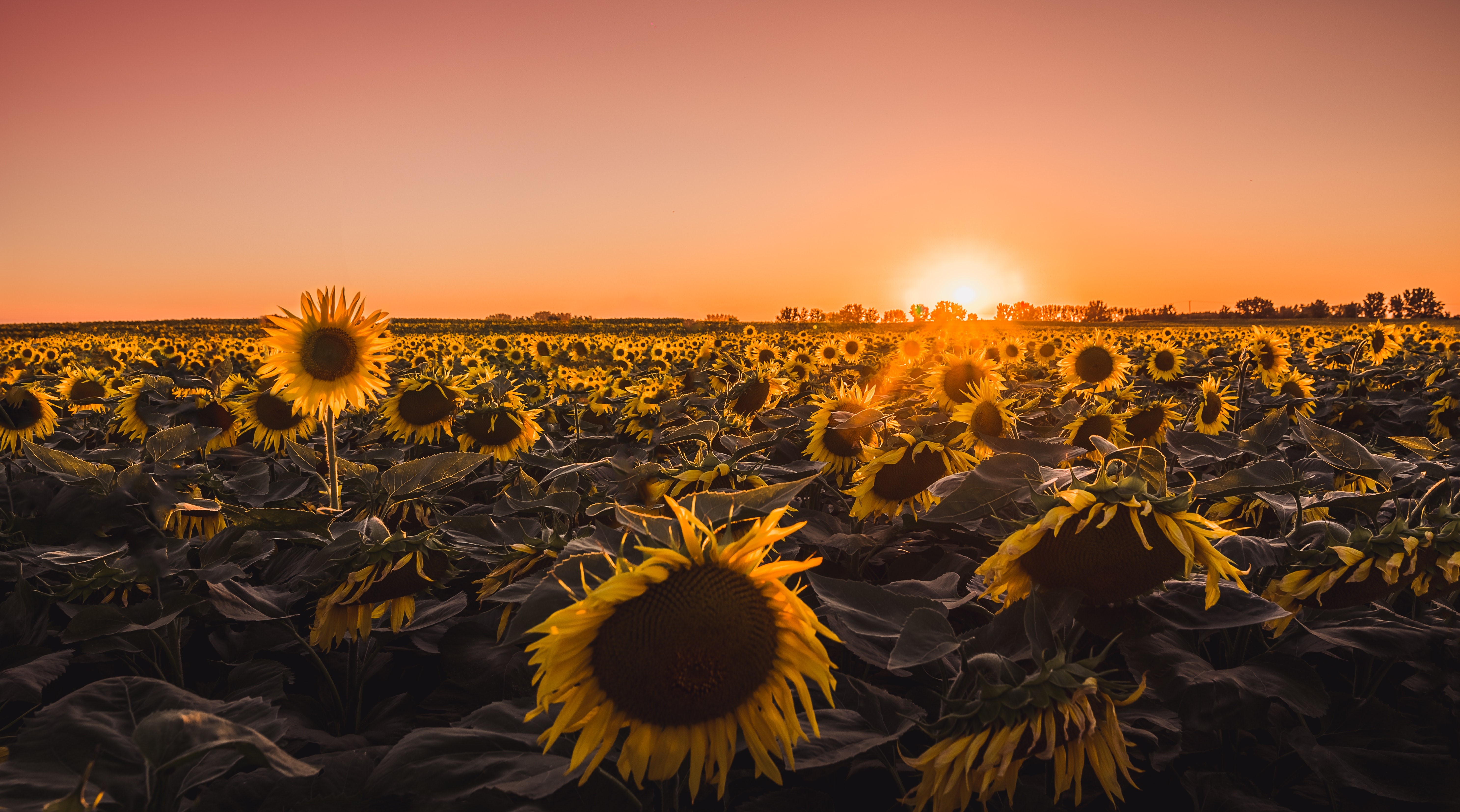 landscape, field, sunflowers, sunset, nature, yellow, flowers, HD Wallpaper