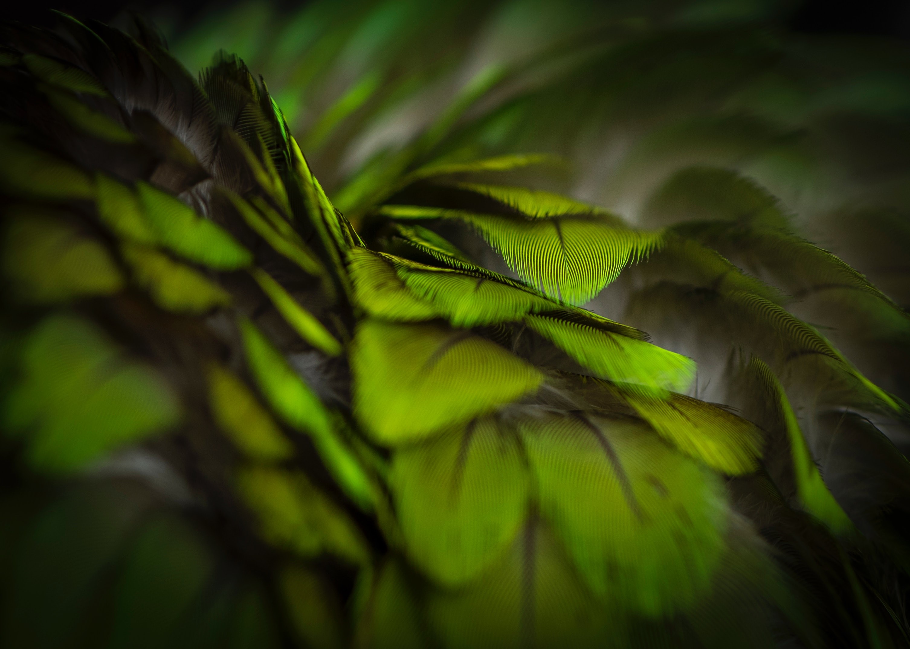 feathers, depth of field, green, macro, parrot, HD Wallpaper