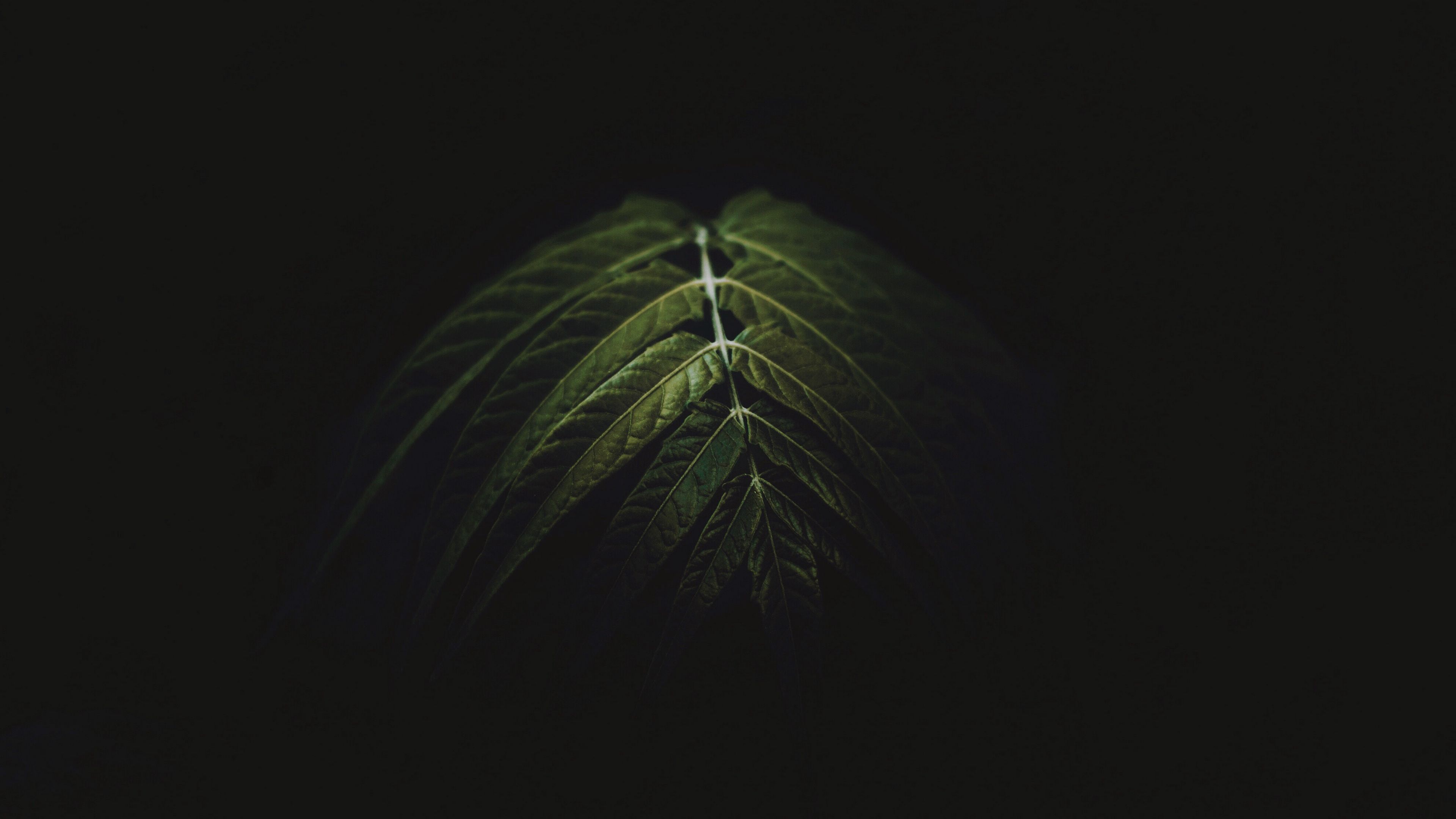 branch, leaves, dark, green, 4k, HD Wallpaper