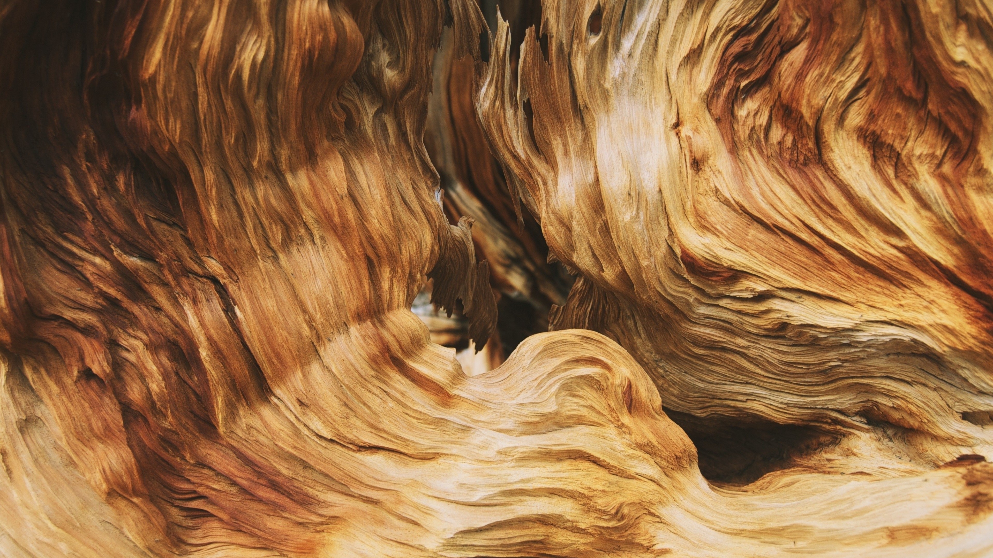 wood, texture, macro, abstract, HD Wallpaper