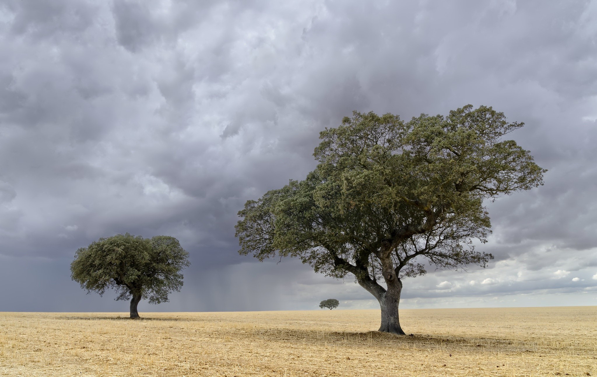 landscape, plants, trees, field, sky, HD Wallpaper