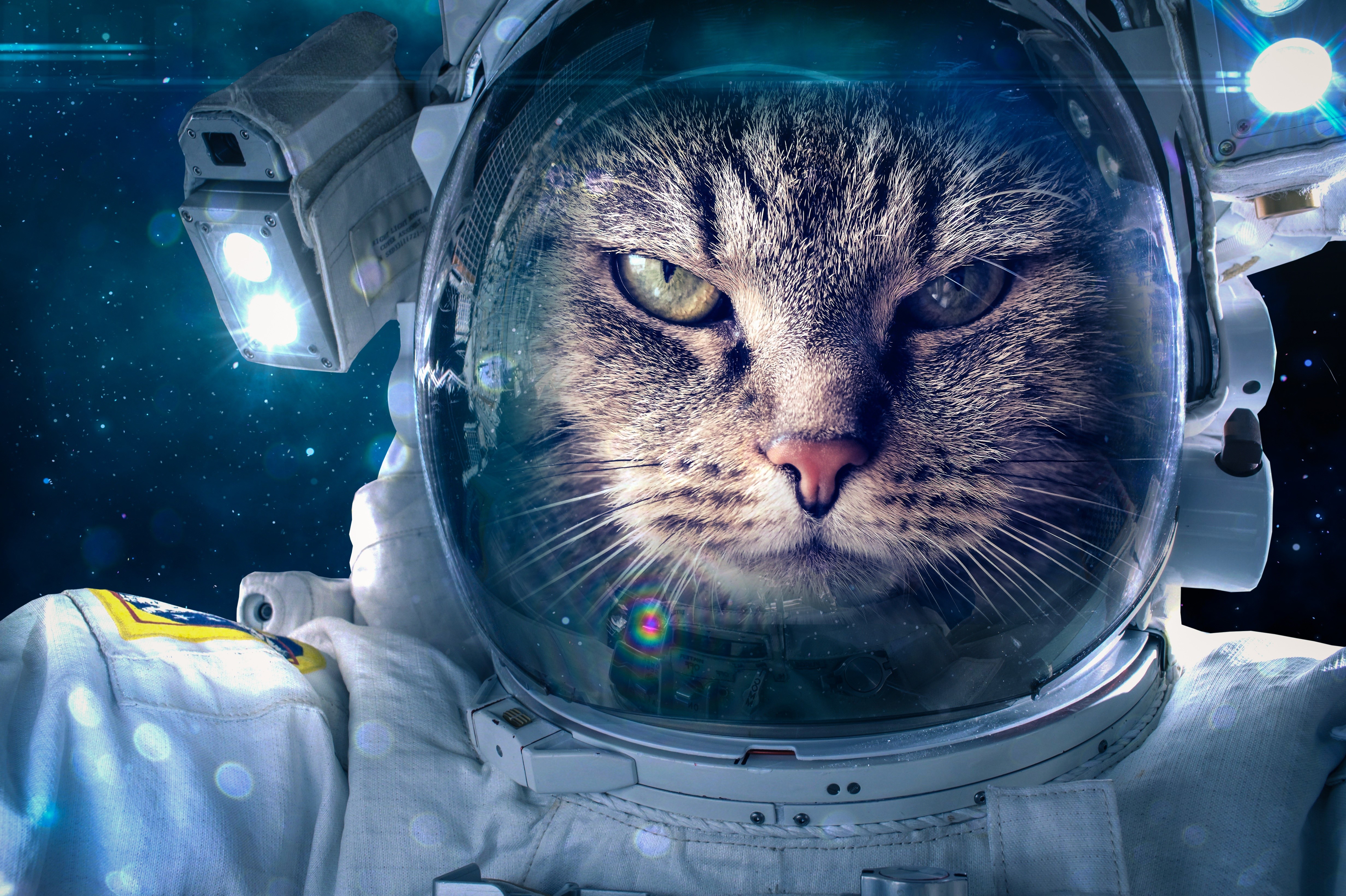 astronaut, space, cats, angry, HD Wallpaper