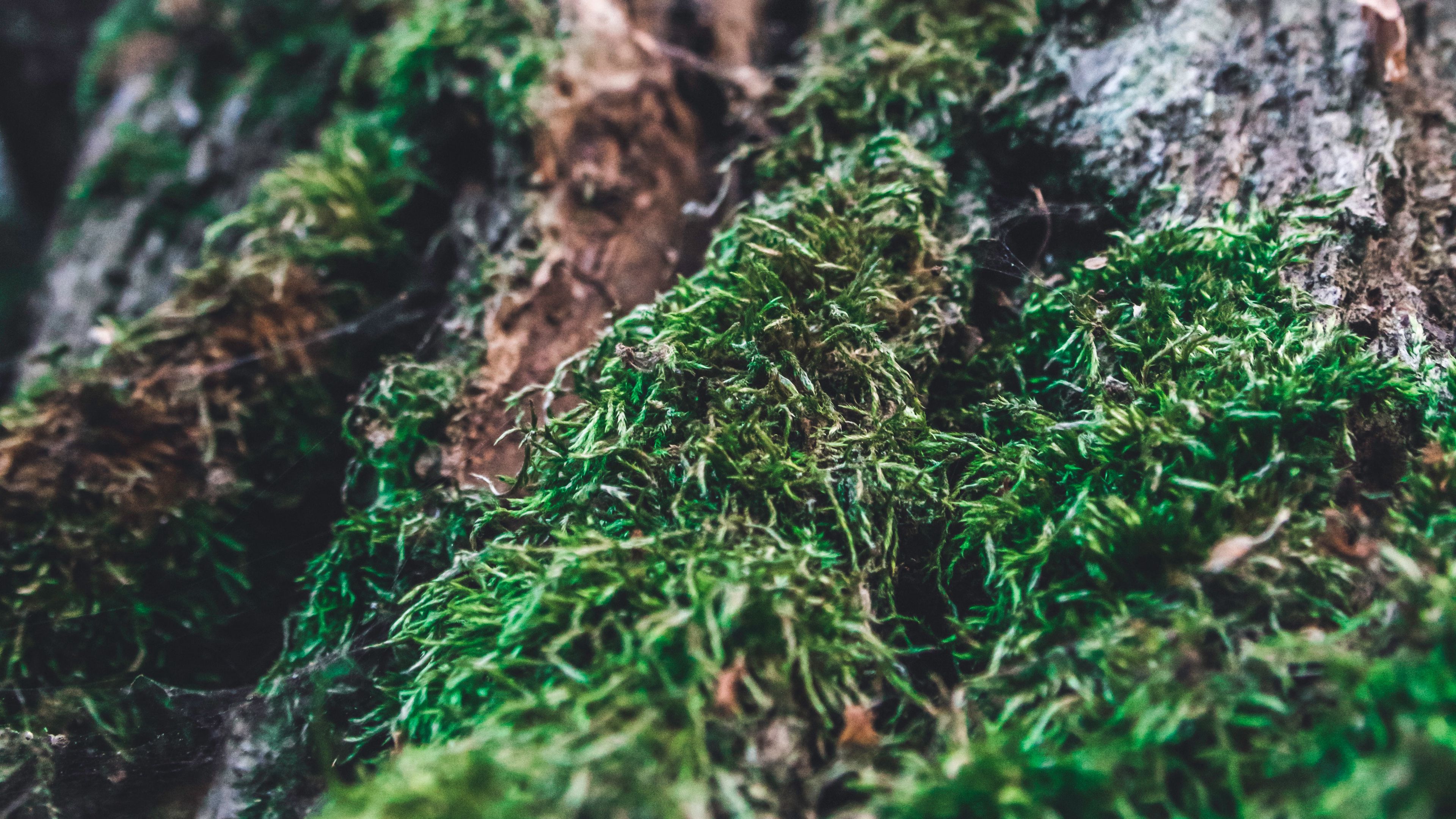 moss, bark, tree, macro, blur, 4k, HD Wallpaper