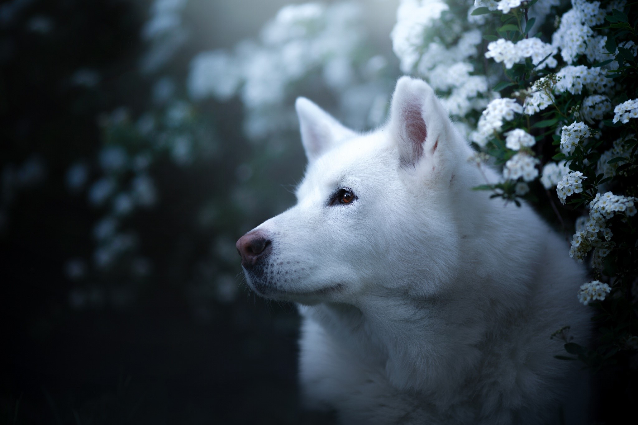 dog, animals, plants, mammals, HD Wallpaper