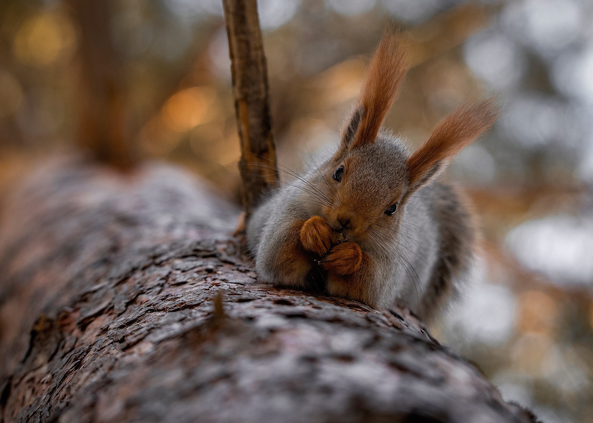 animals, mammals, squirrel, sciuridae, HD Wallpaper