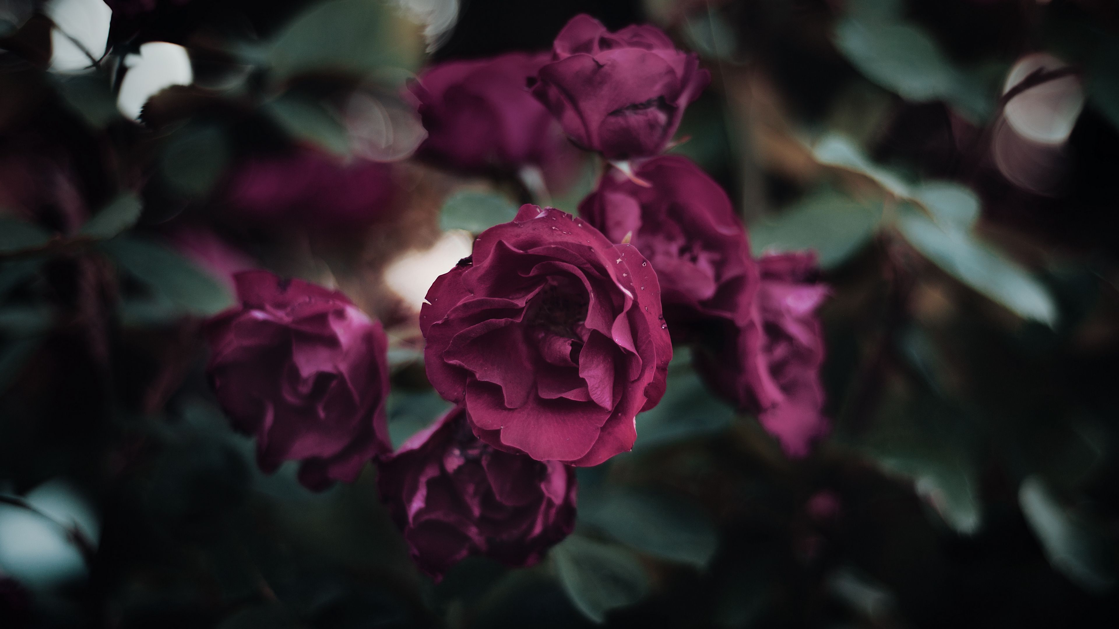 rose, petals, flowerbed, garden, bloom, 4k, HD Wallpaper