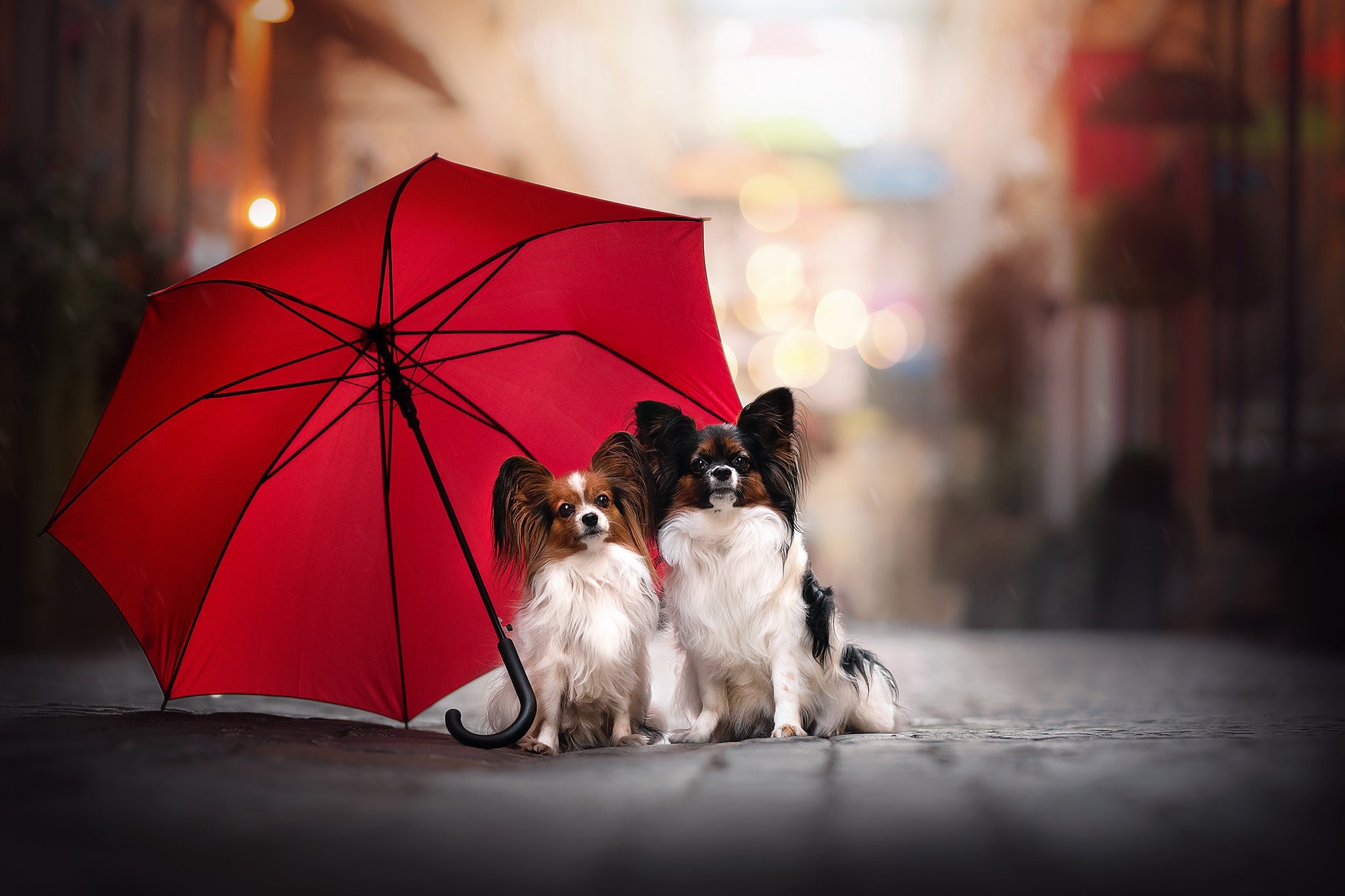 dog, animals, mammals, umbrella, HD Wallpaper