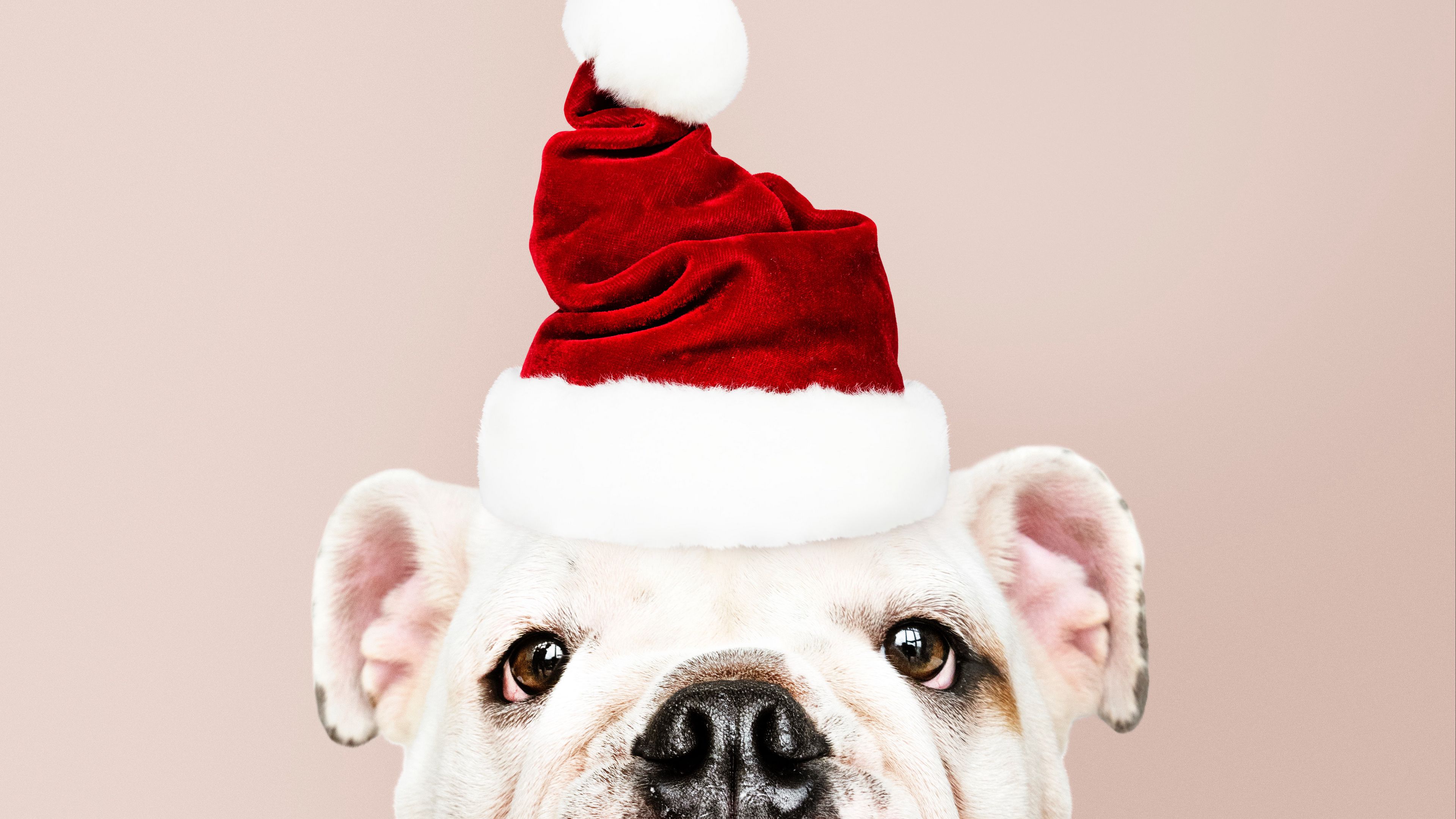 dog, santa claus, new year, christmas, 4k, HD Wallpaper