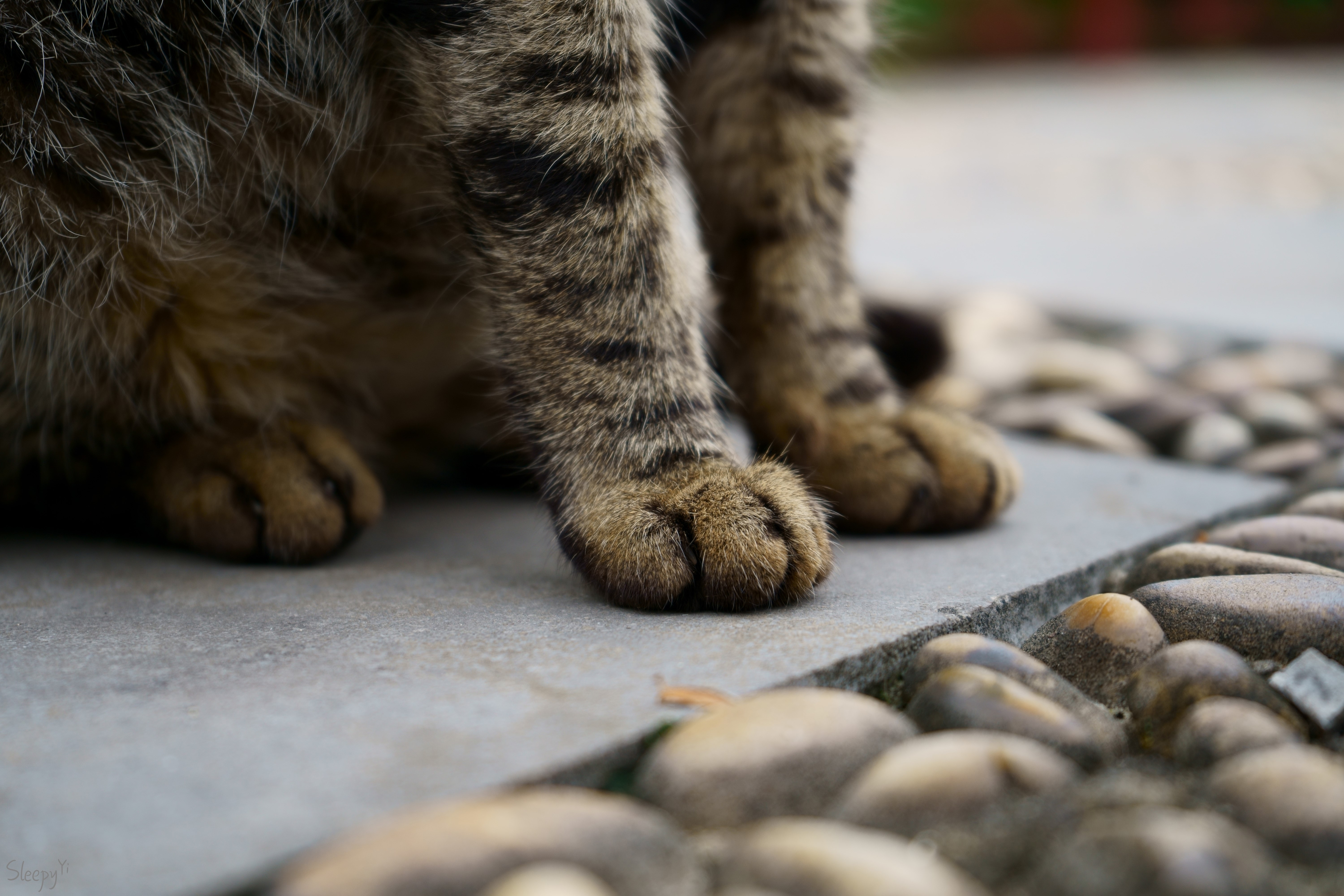 cats, animals, paws, HD Wallpaper