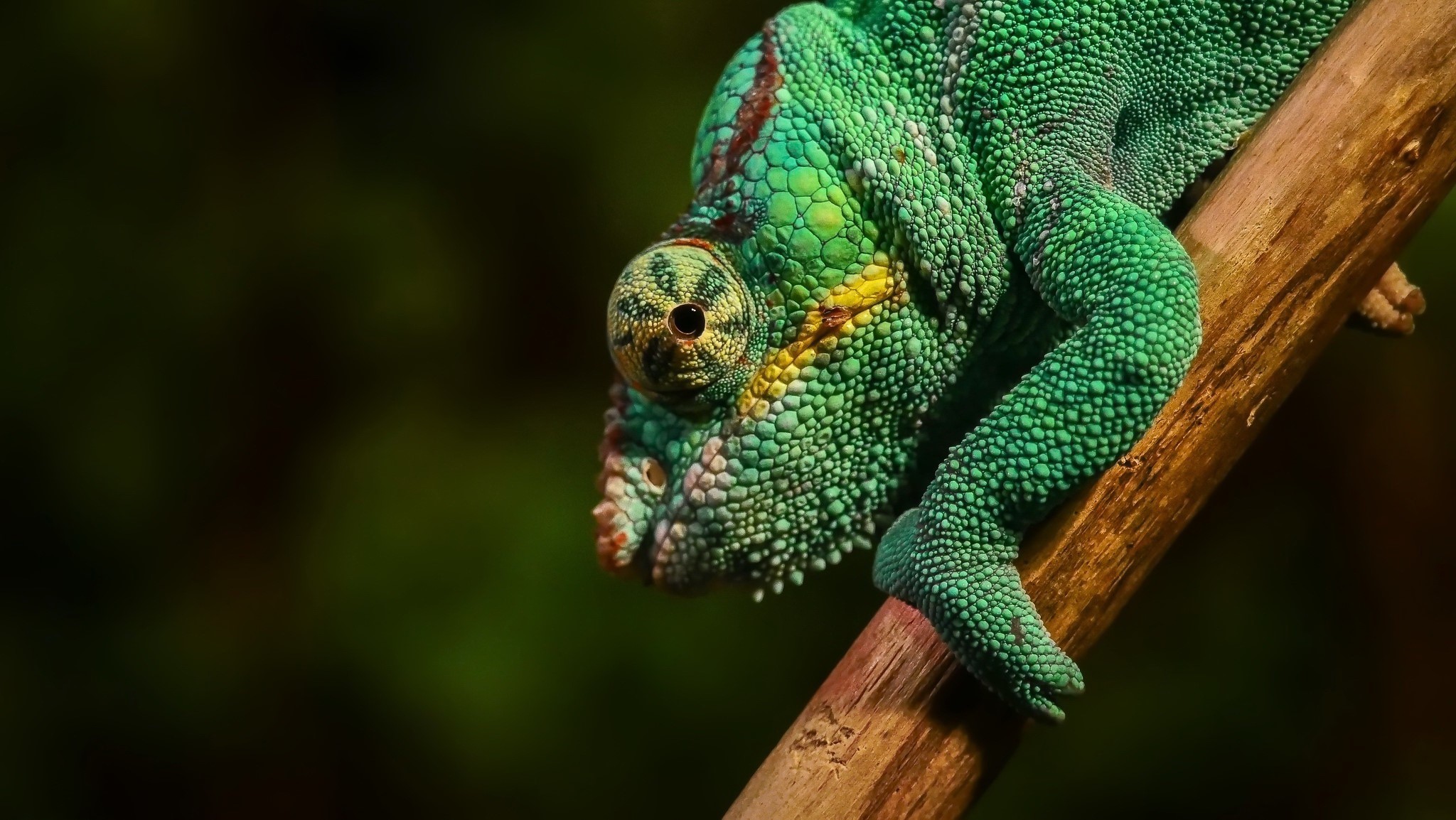 animals, chameleons, colorful, macro, green, HD Wallpaper