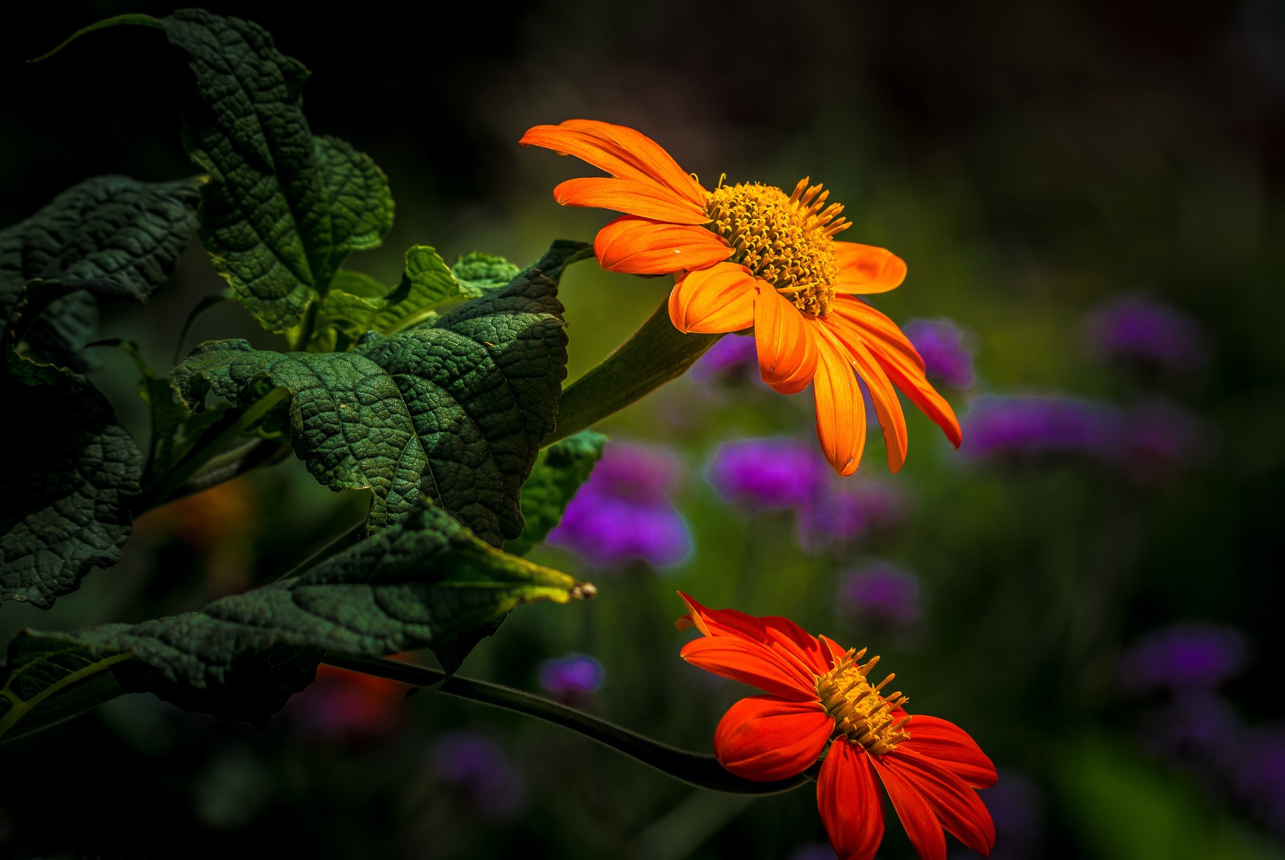 orange flowers, plants, flowers, HD Wallpaper