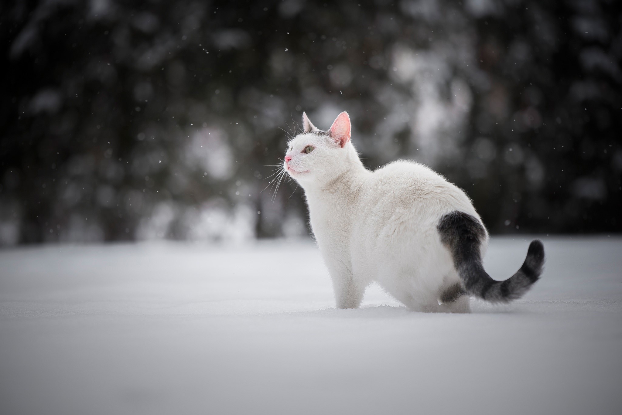 cats, animals, snow, winter, outdoors, HD Wallpaper