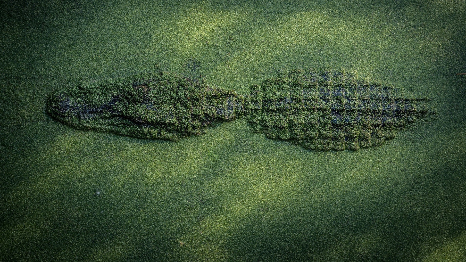 nature, animals, crocodile, water, top view, reptile, green, camouflage, HD Wallpaper