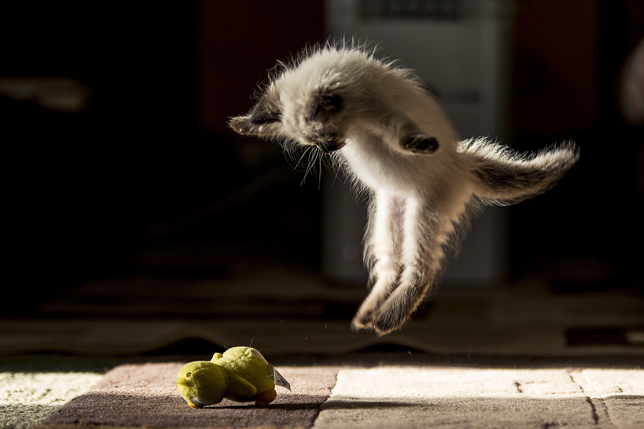 animals, cats, depth of field, HD Wallpaper