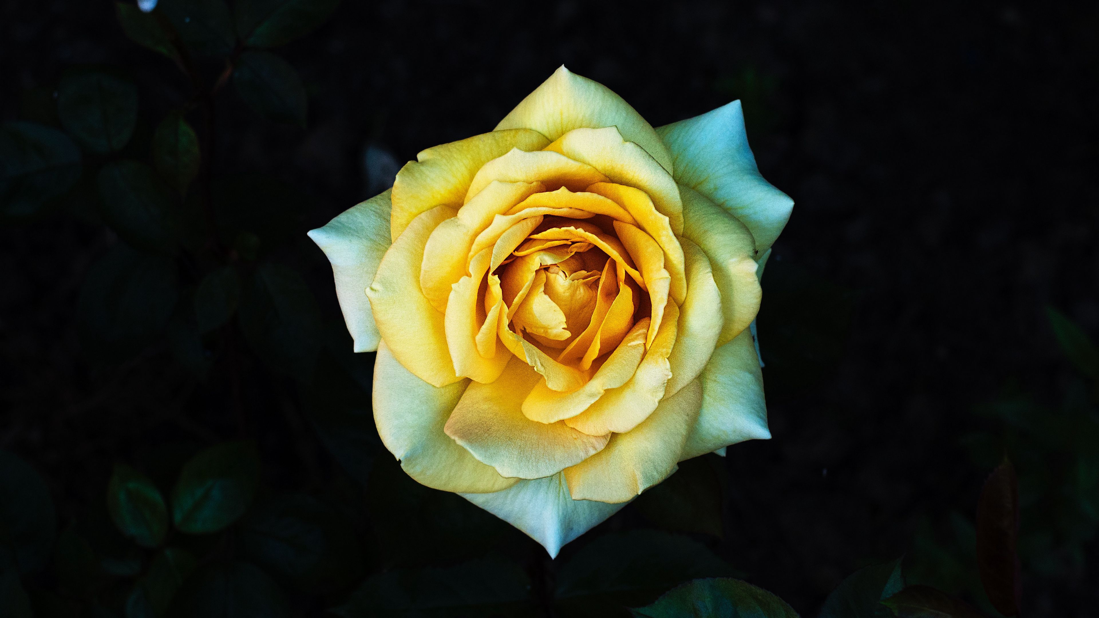 rose, yellow, petals, closeup, 4k, HD Wallpaper