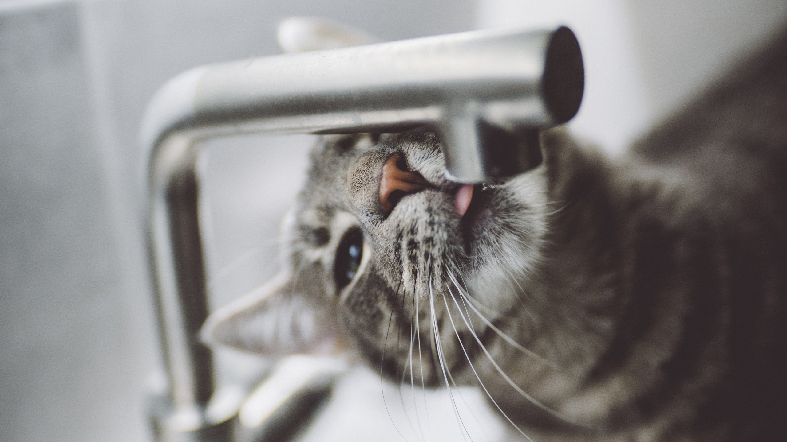 animals, tap, cats, drinking, depth of field, HD Wallpaper