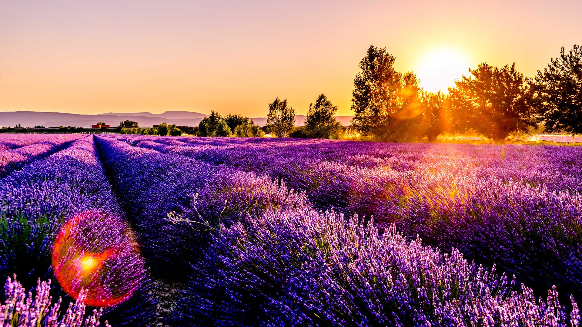 sunset, lavender, Agro (Plants), plants, HD Wallpaper