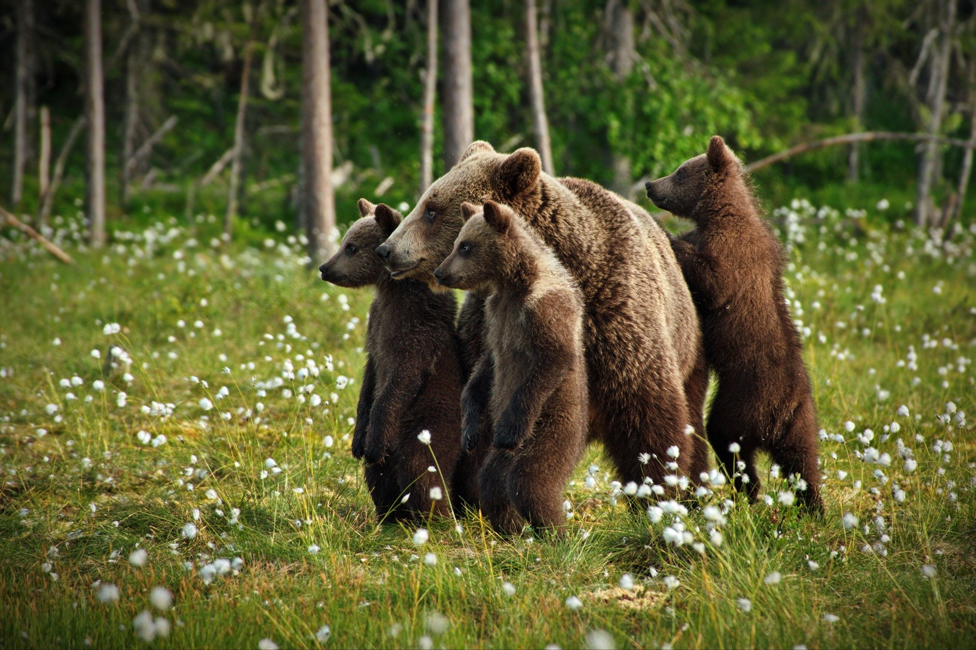 mammals, animals, baby animals, bears, HD Wallpaper