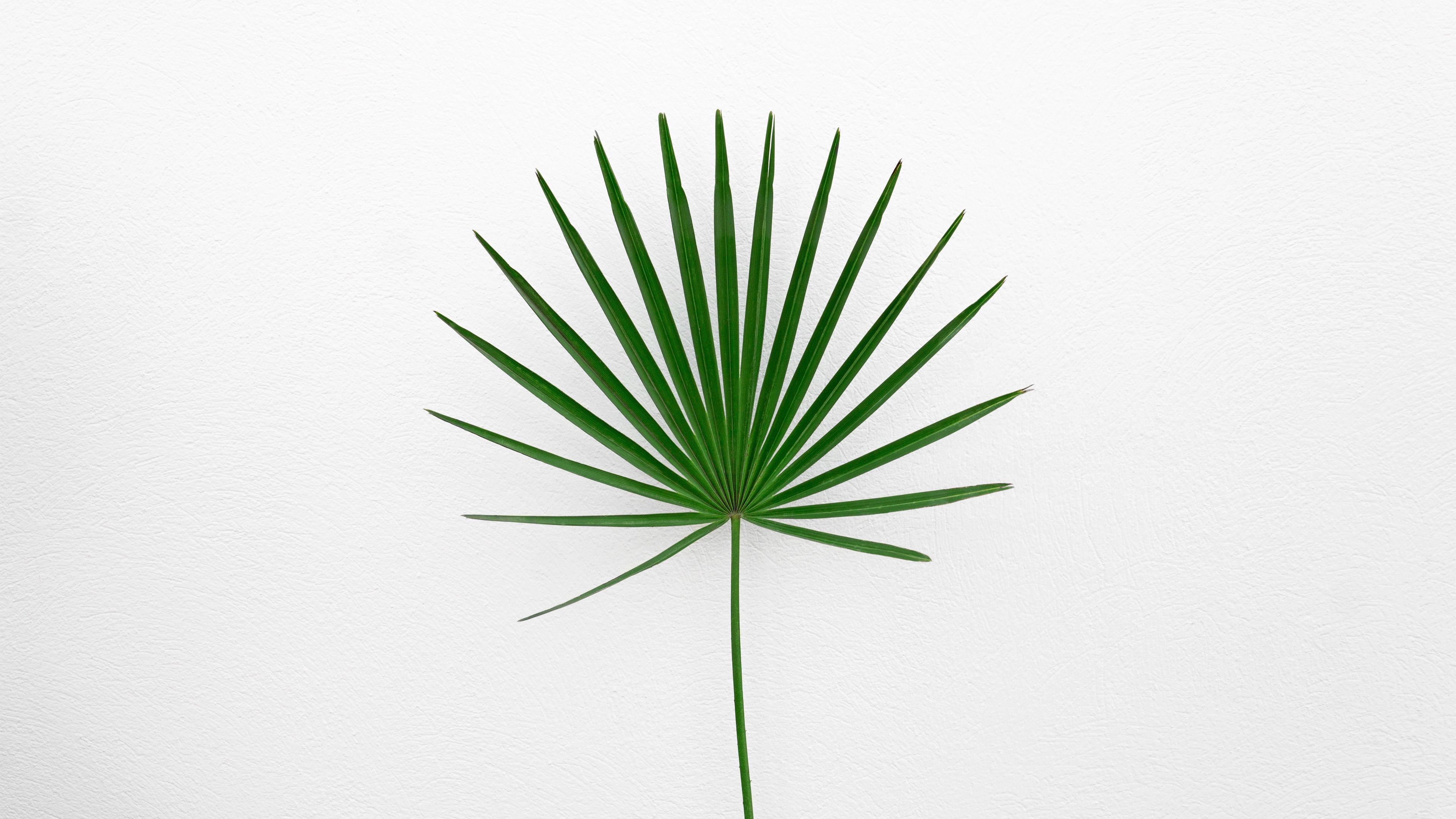 leaf, plant, minimalism, green, white, 4k, HD Wallpaper