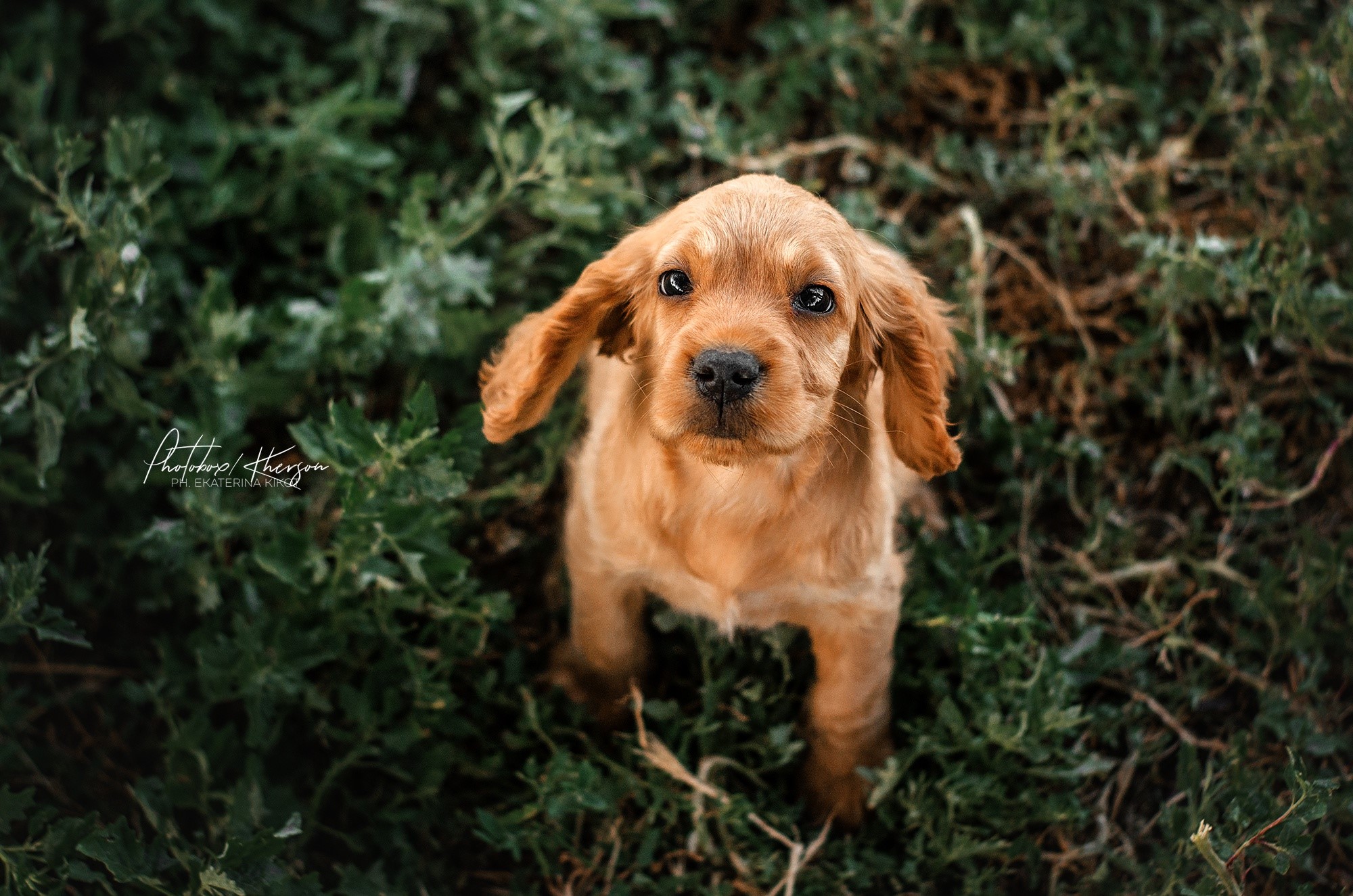 plants, dog, outdoors, animals, mammals, HD Wallpaper
