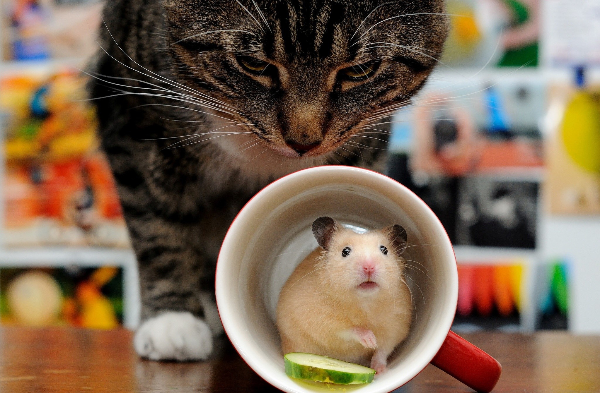 mice, cats, animals, mammals, cup, HD Wallpaper