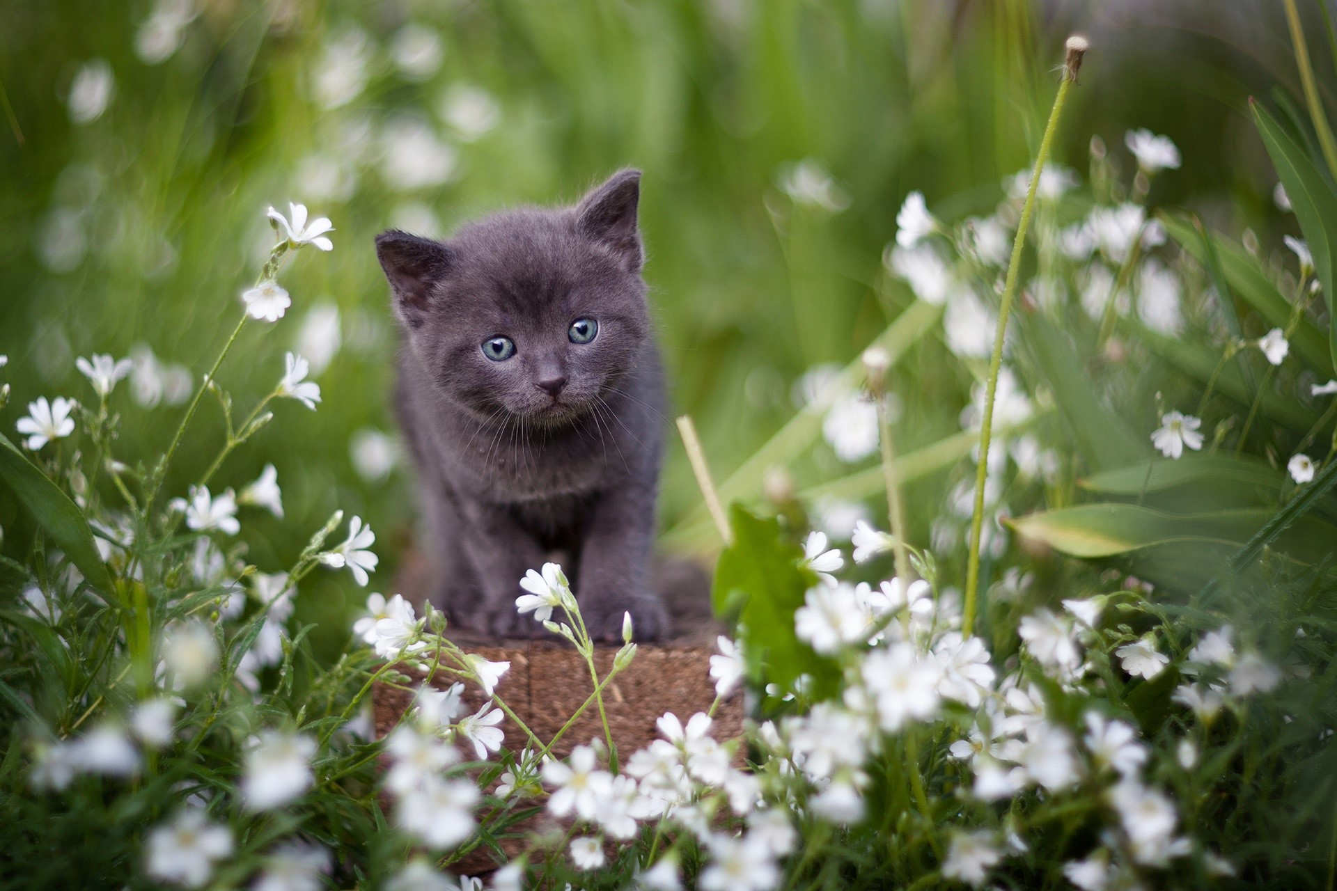 plants, flowers, cats, animals, mammals, kittens, HD Wallpaper