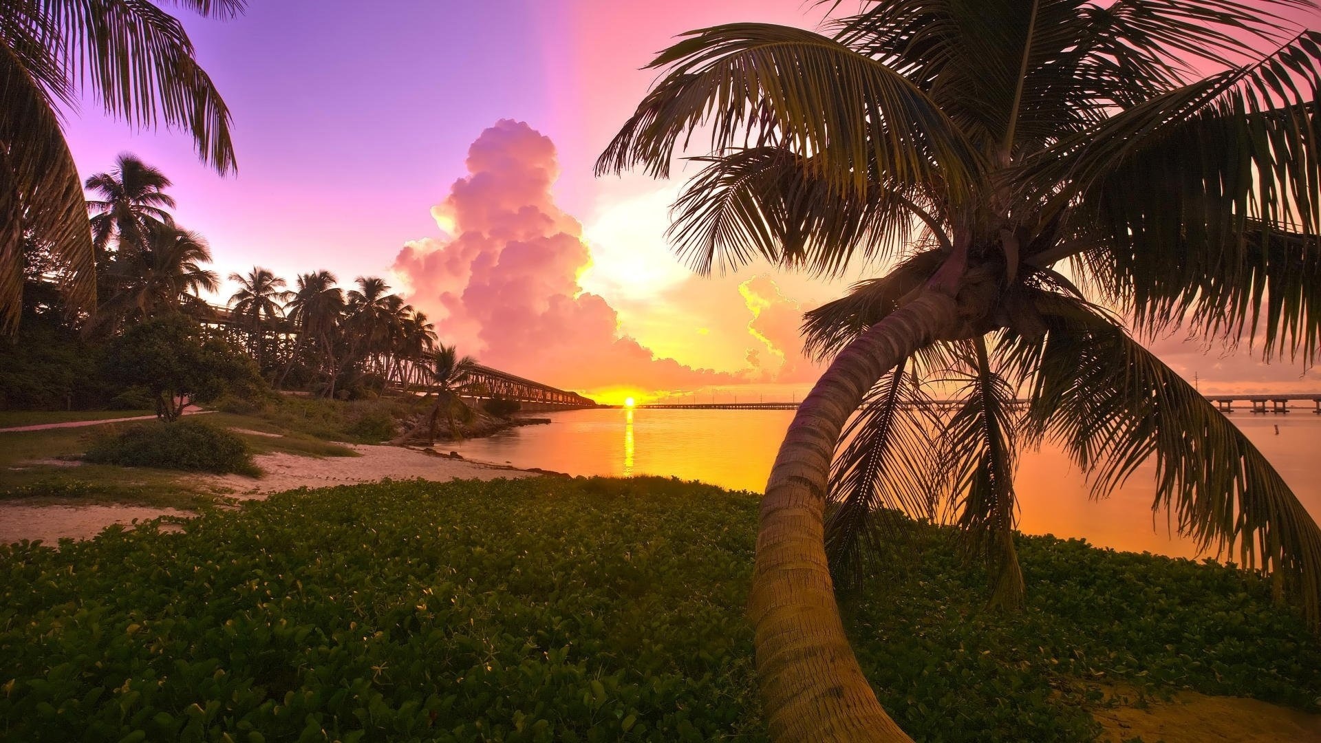 nature, sunset, beach, palm trees, HD Wallpaper