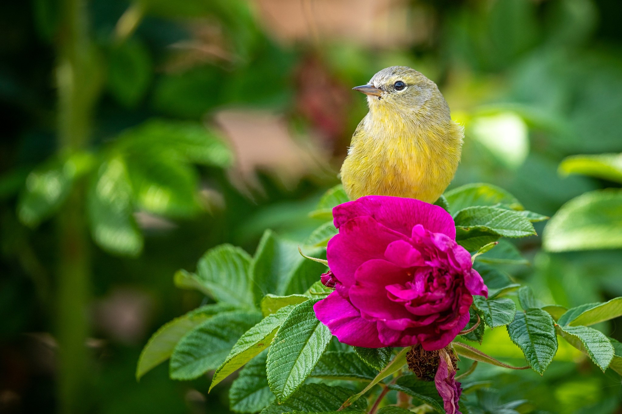 flowers, plants, birds, leaves, animals, HD Wallpaper