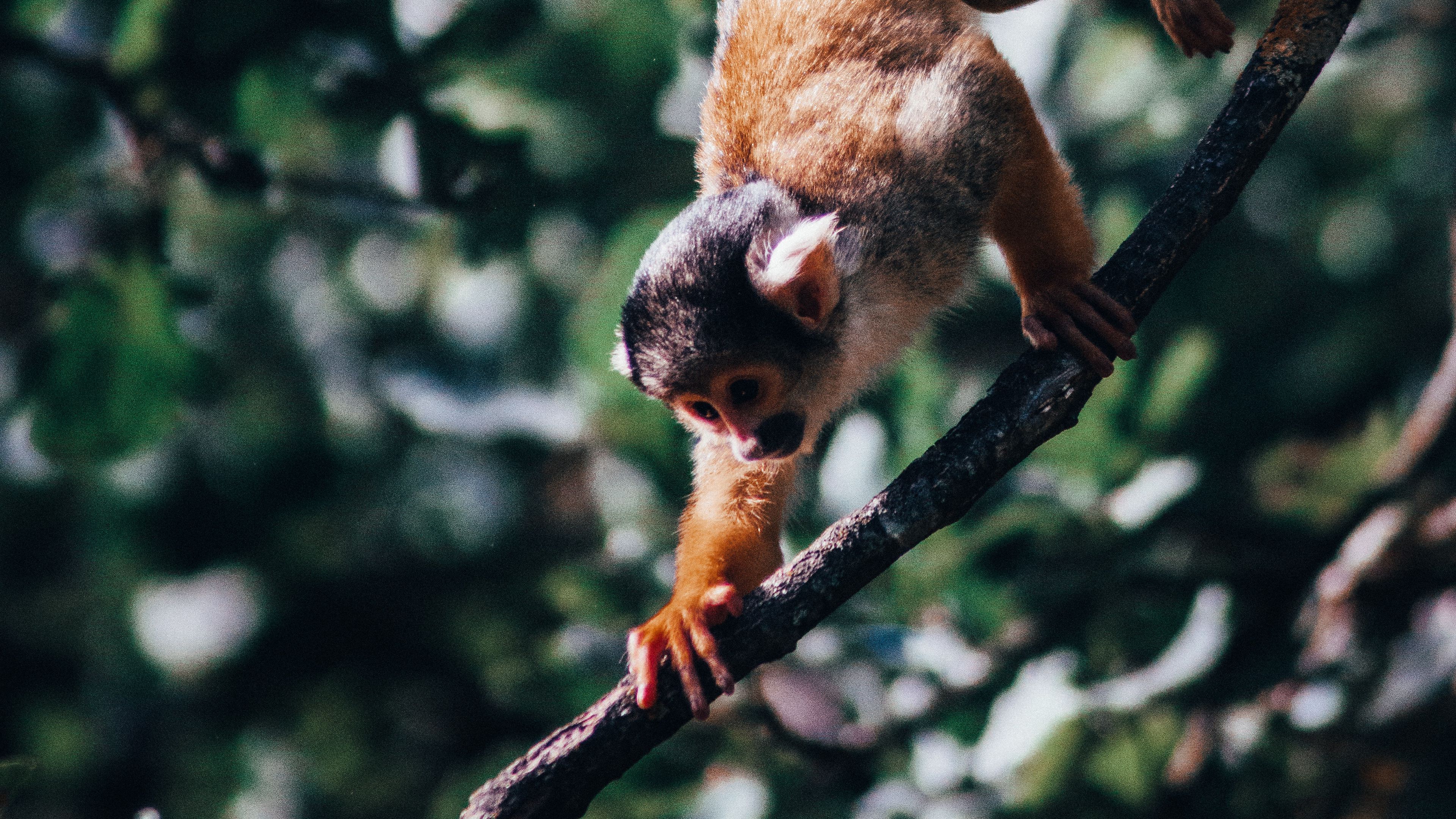 atelidae, monkey, climbing, branches, 4k, HD Wallpaper
