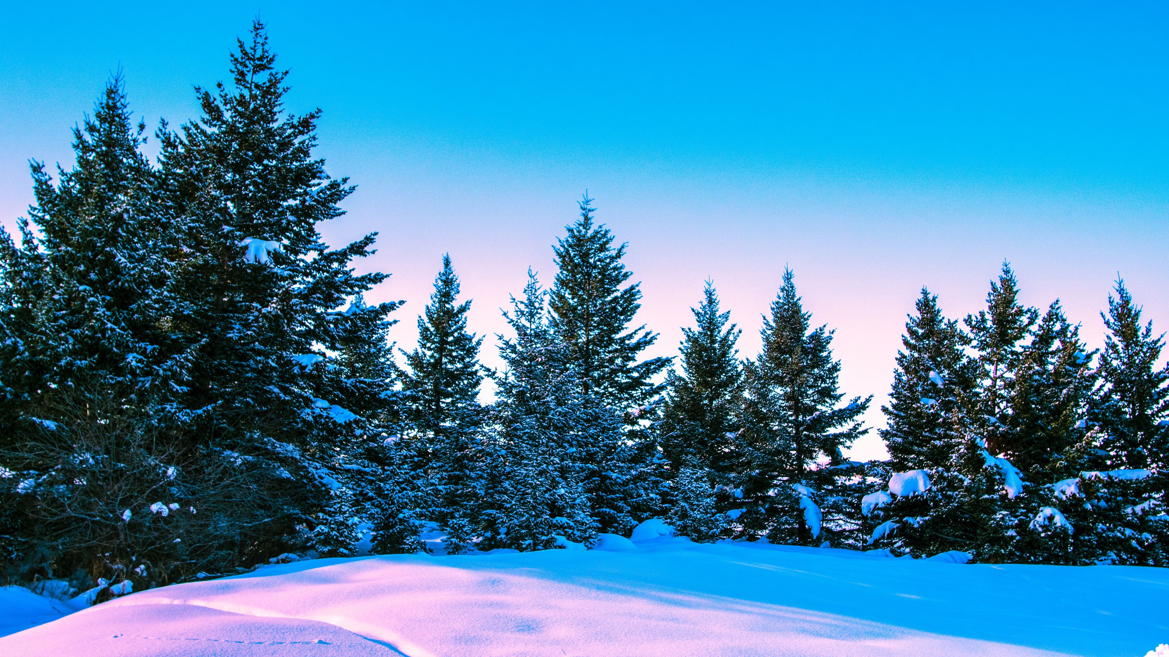 winter, forest, trees, bright, sky, 4k, HD Wallpaper