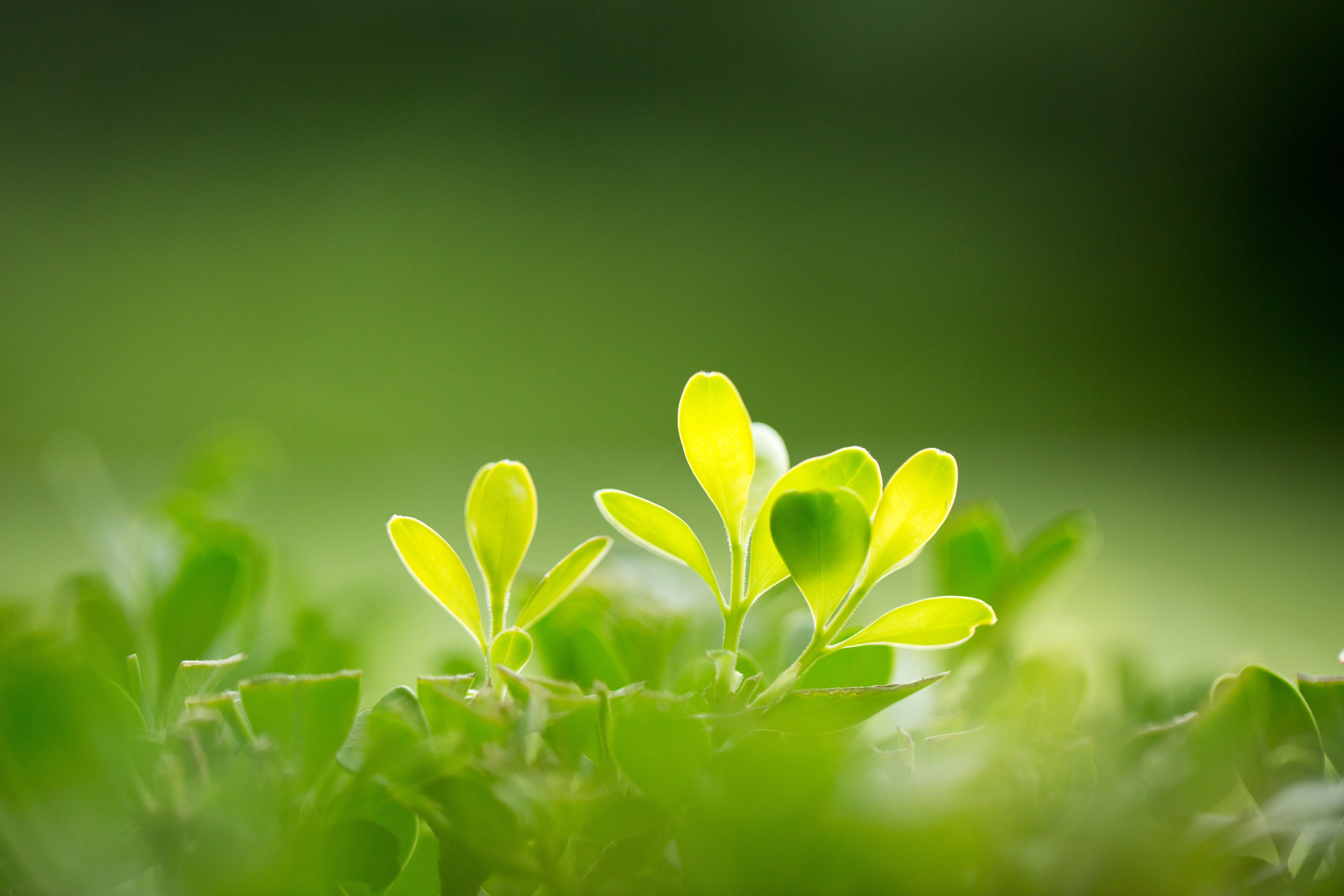 green, plants, leaves, HD Wallpaper
