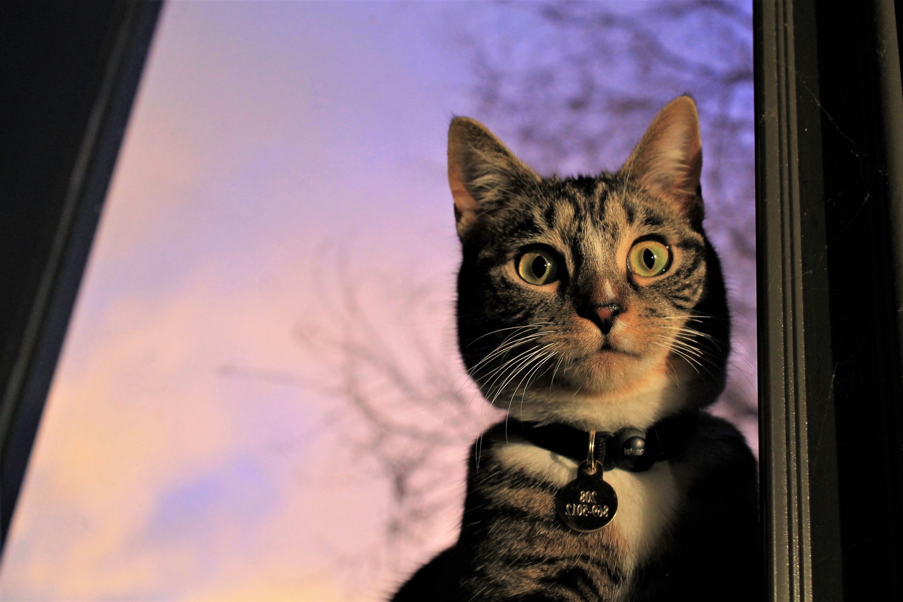 cats, animals, mammals, HD Wallpaper