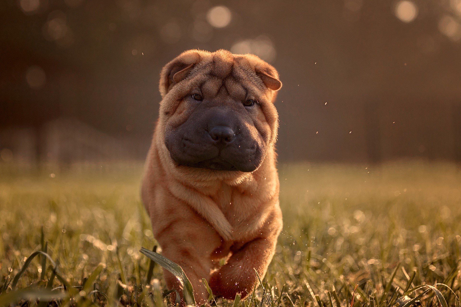 puppies, grass, outdoors, animals, mammals, dog, HD Wallpaper