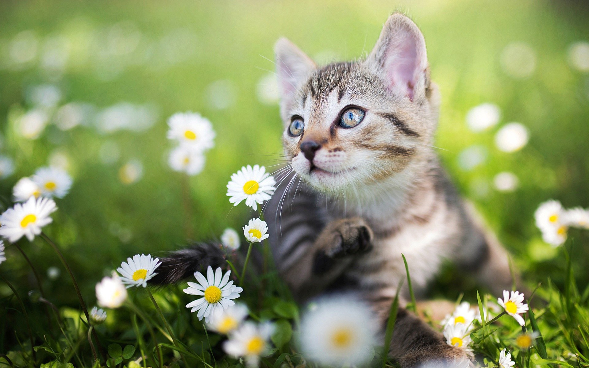 kittens, nature, flowers, macro, cats, animals, HD Wallpaper