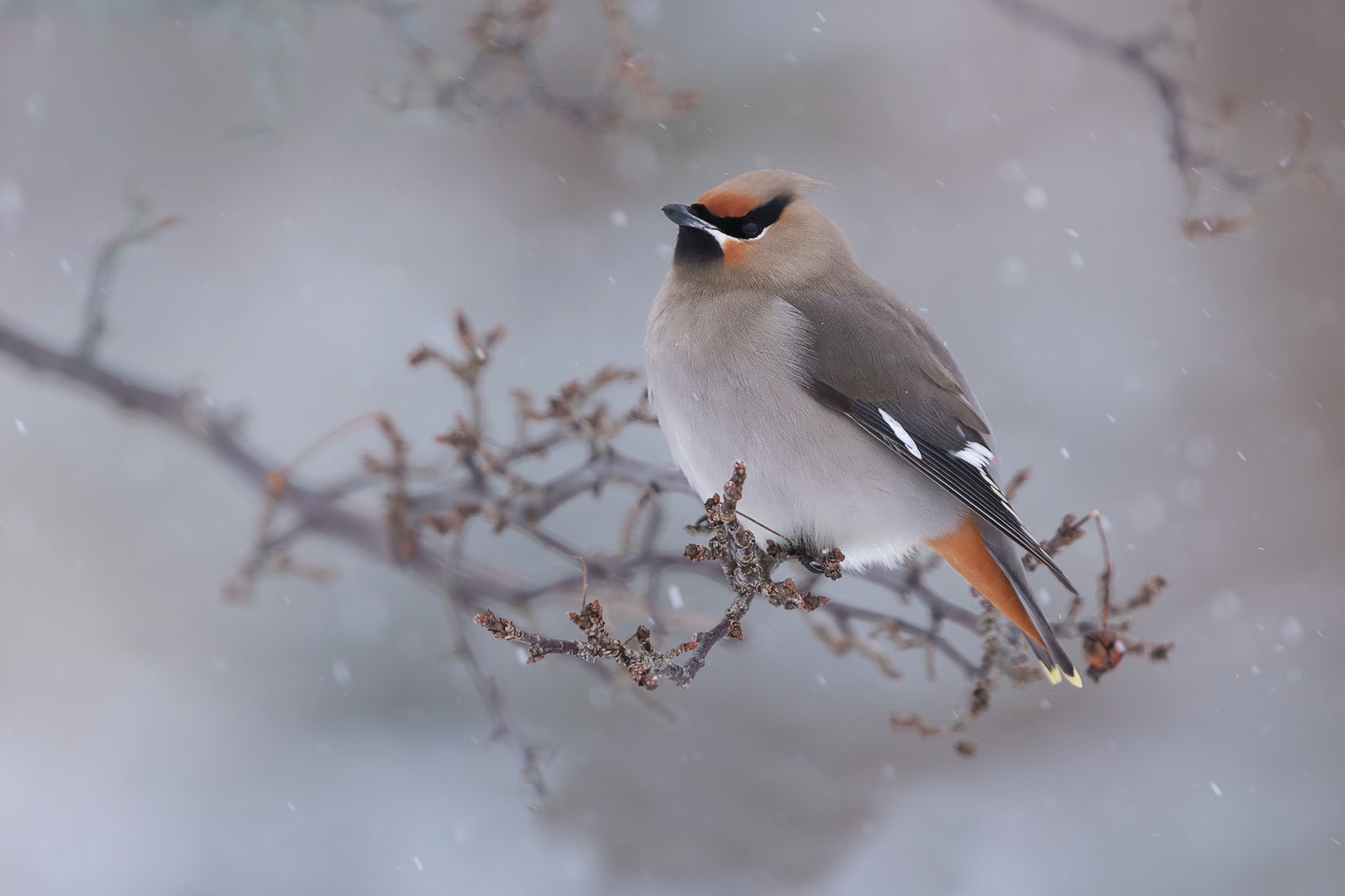 animals, birds, snow, HD Wallpaper