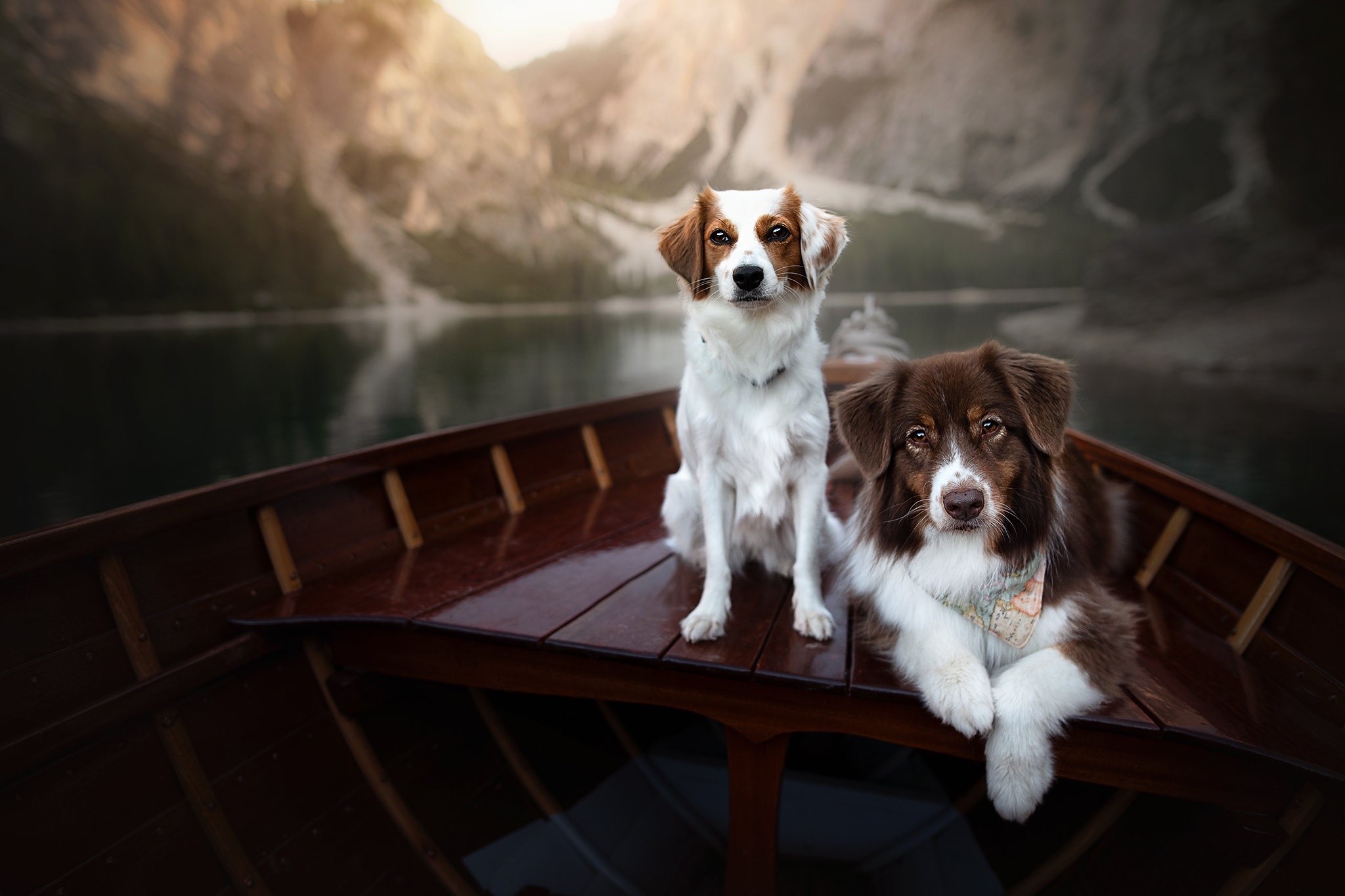 boat, vehicle, dog, animals, mammals, HD Wallpaper