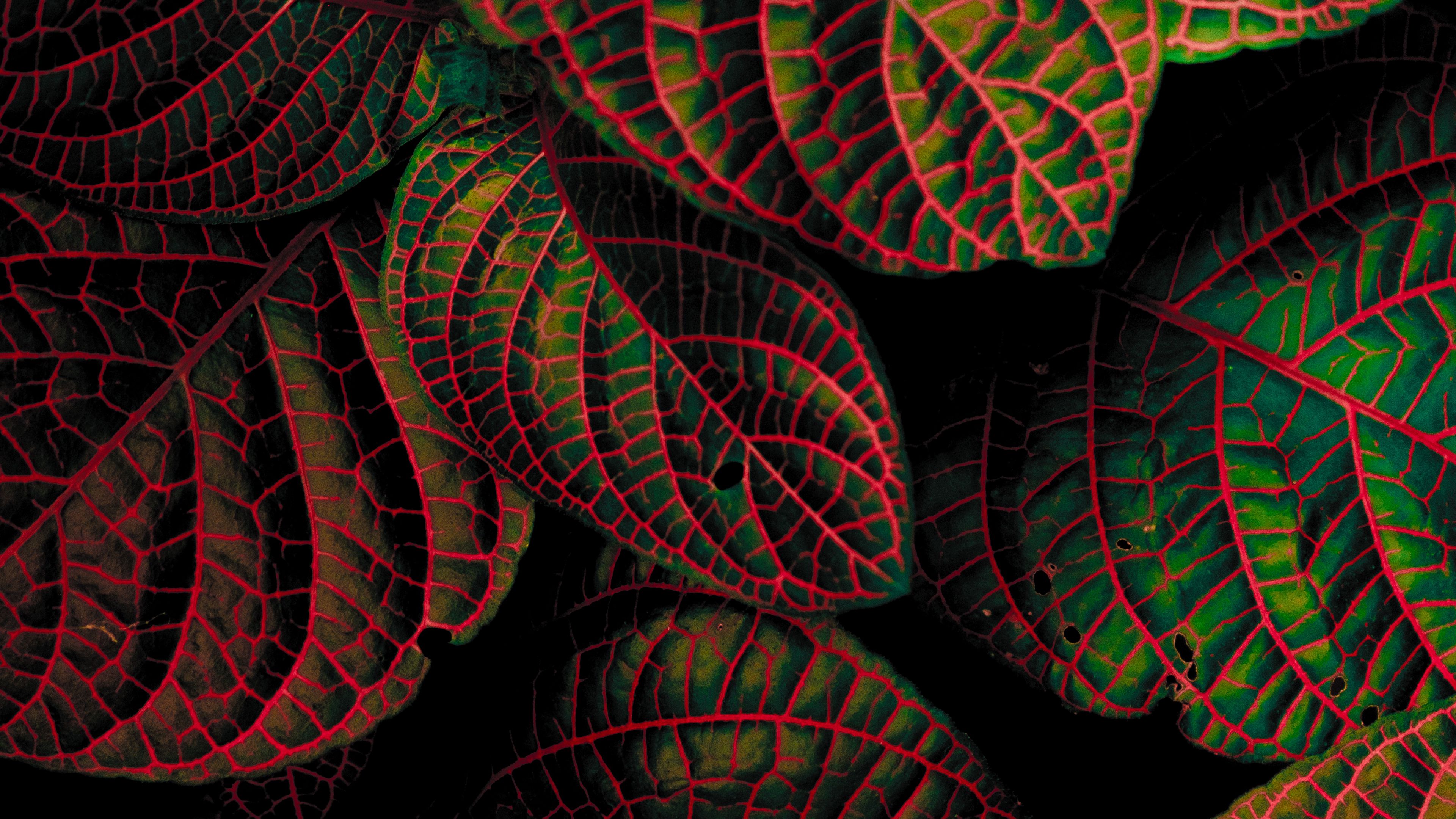 leaves, plant, contrast, carved, 4k, HD Wallpaper