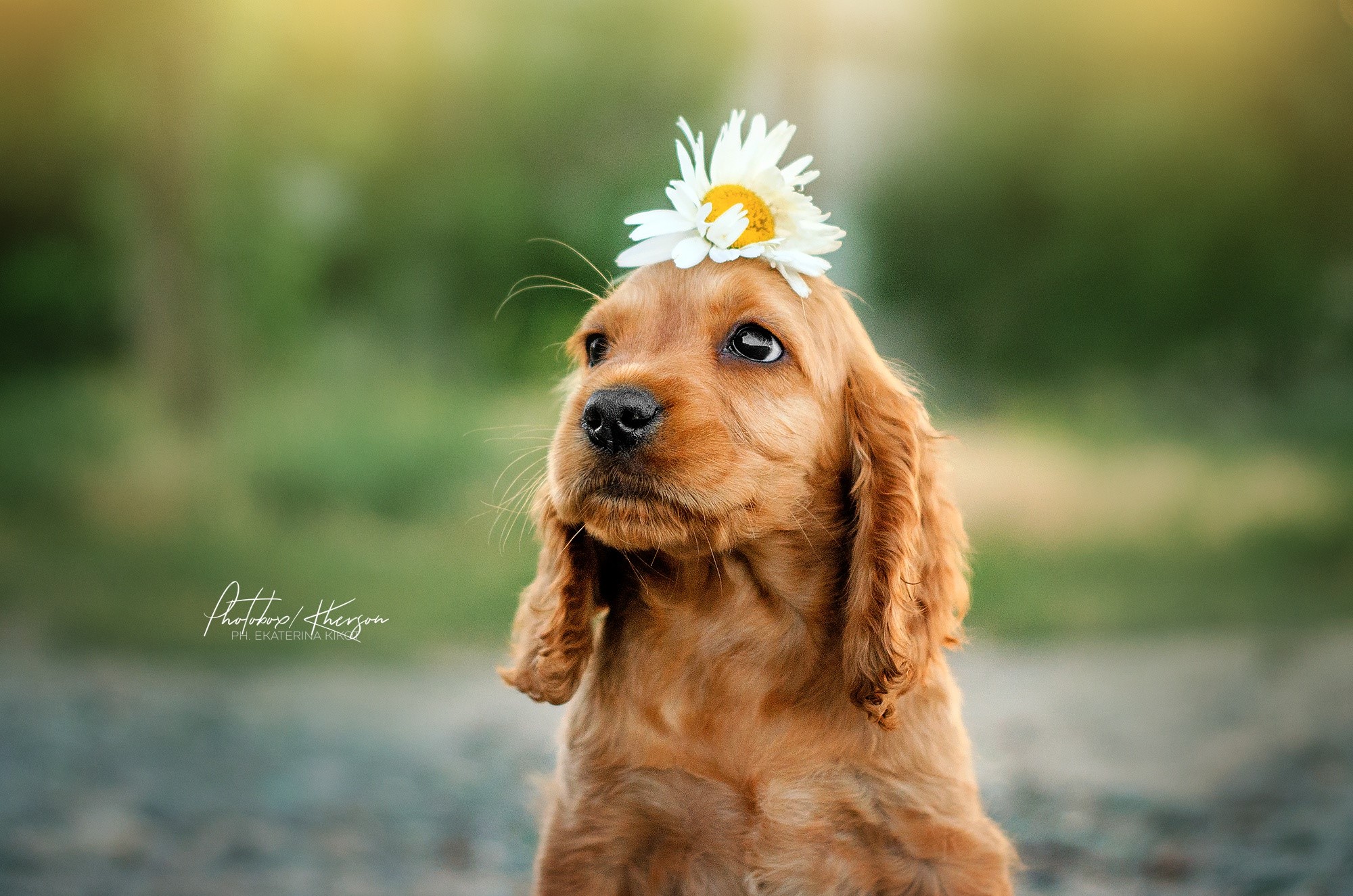 flowers, dog, outdoors, animals, mammals, HD Wallpaper
